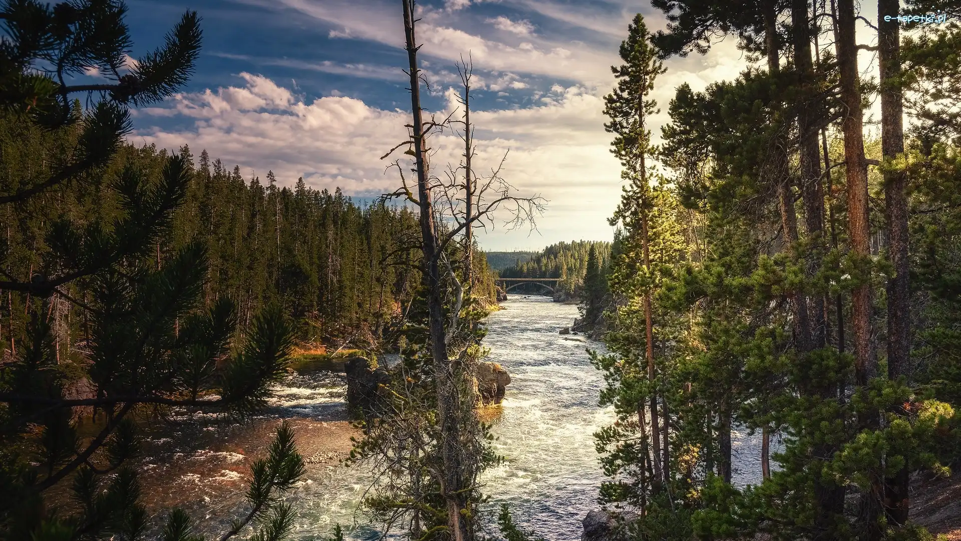 Stany Zjednoczone, Drzewa, Sosny, Yellowstone River, Rzeka, Wyoming, Park Narodowy Yellowstone