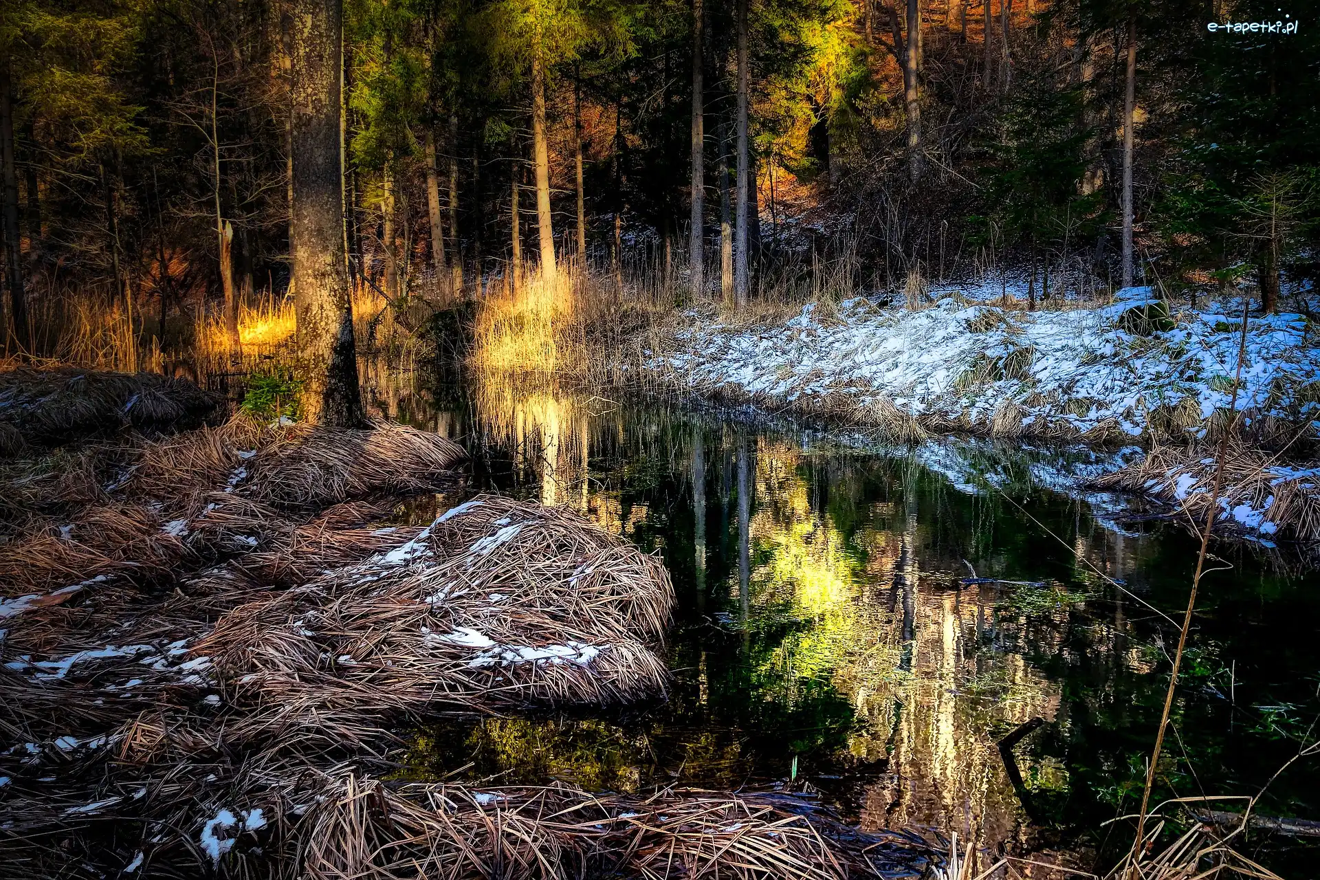 Drzewa, Staw, Las, Światło, Śnieg