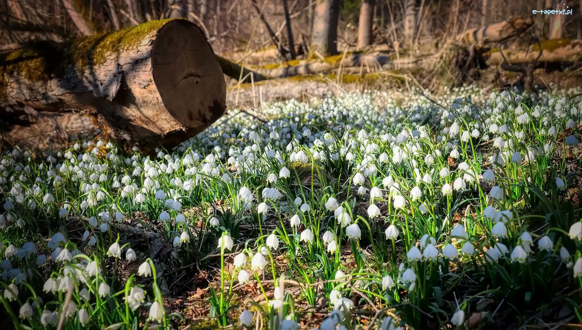 Kwiaty, Las, Śnieżyce, Konar, Drzewa