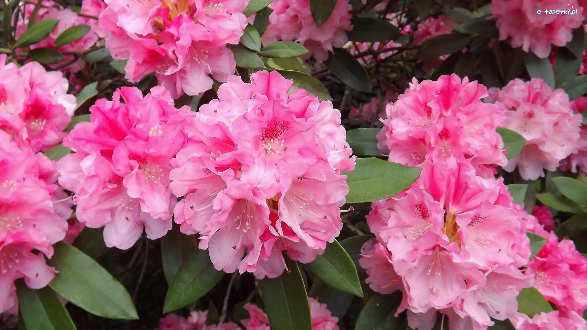 Różowe, Różaneczniki, Rododendrony, Kwiaty