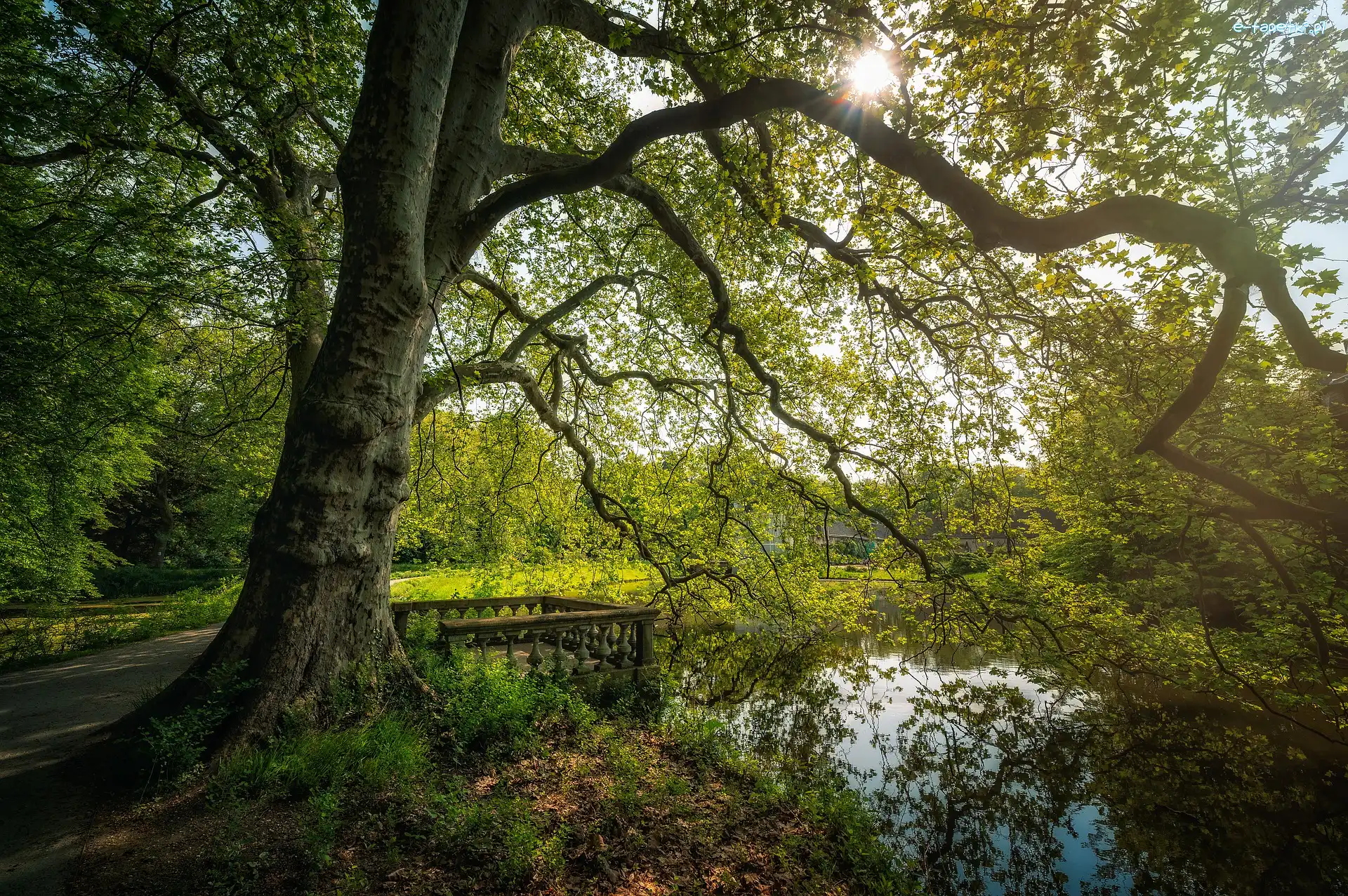 Park, Drzewa, Staw, Drzewo, Rozłożyste