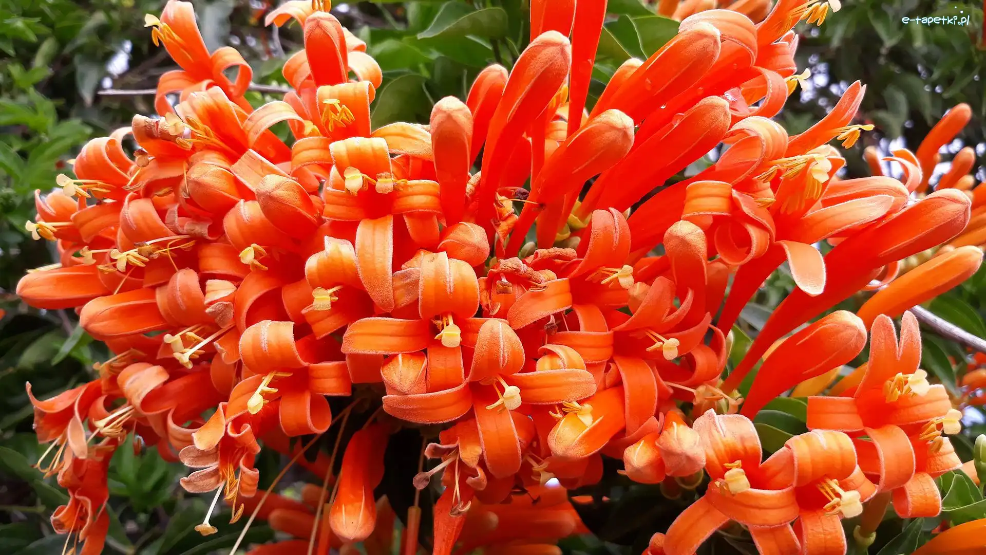 Kwiaty, Pyrostegia powabna, Pnącze, Pomarańczowe