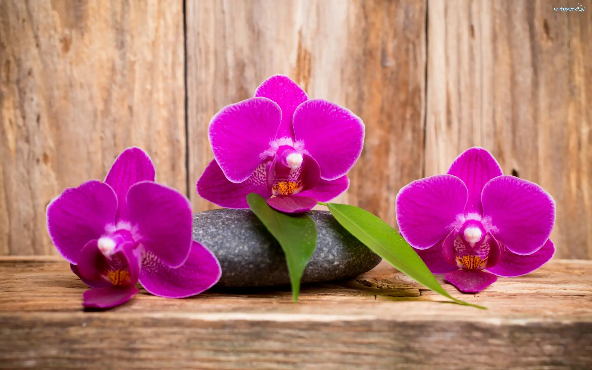 Listki, Orchidee, Fioletowe, Kamień, Storczyki, Kwiaty