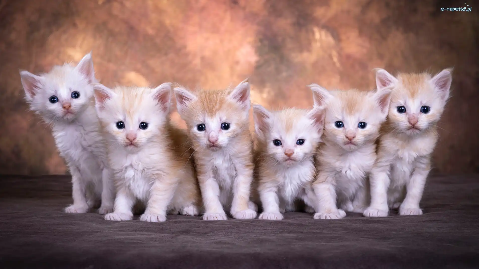 Rudawe, Maine coon, Koty, Małe