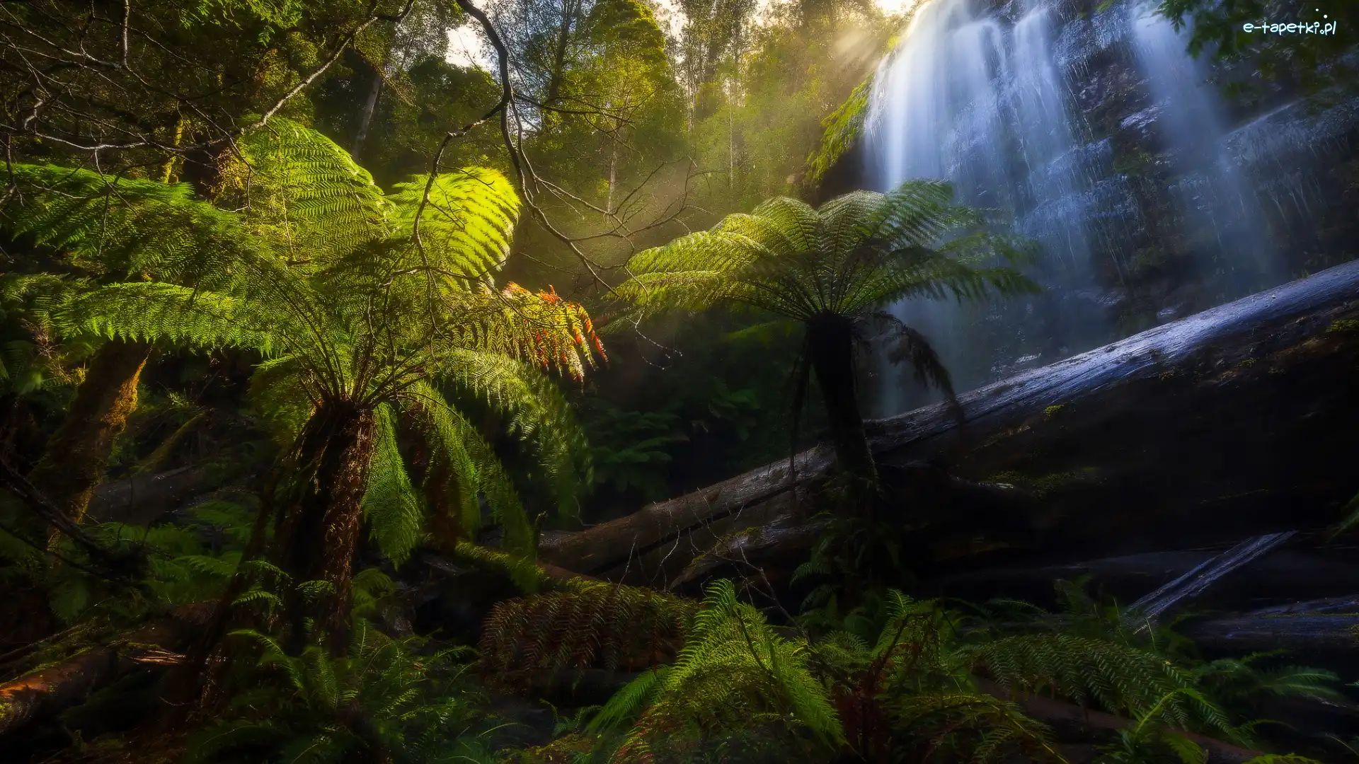 Paprocie, Zielone, Skały, Marriotts Falls, Wodospad, Australia, Tasmania, Drzewa, Park Narodowy Mount Field