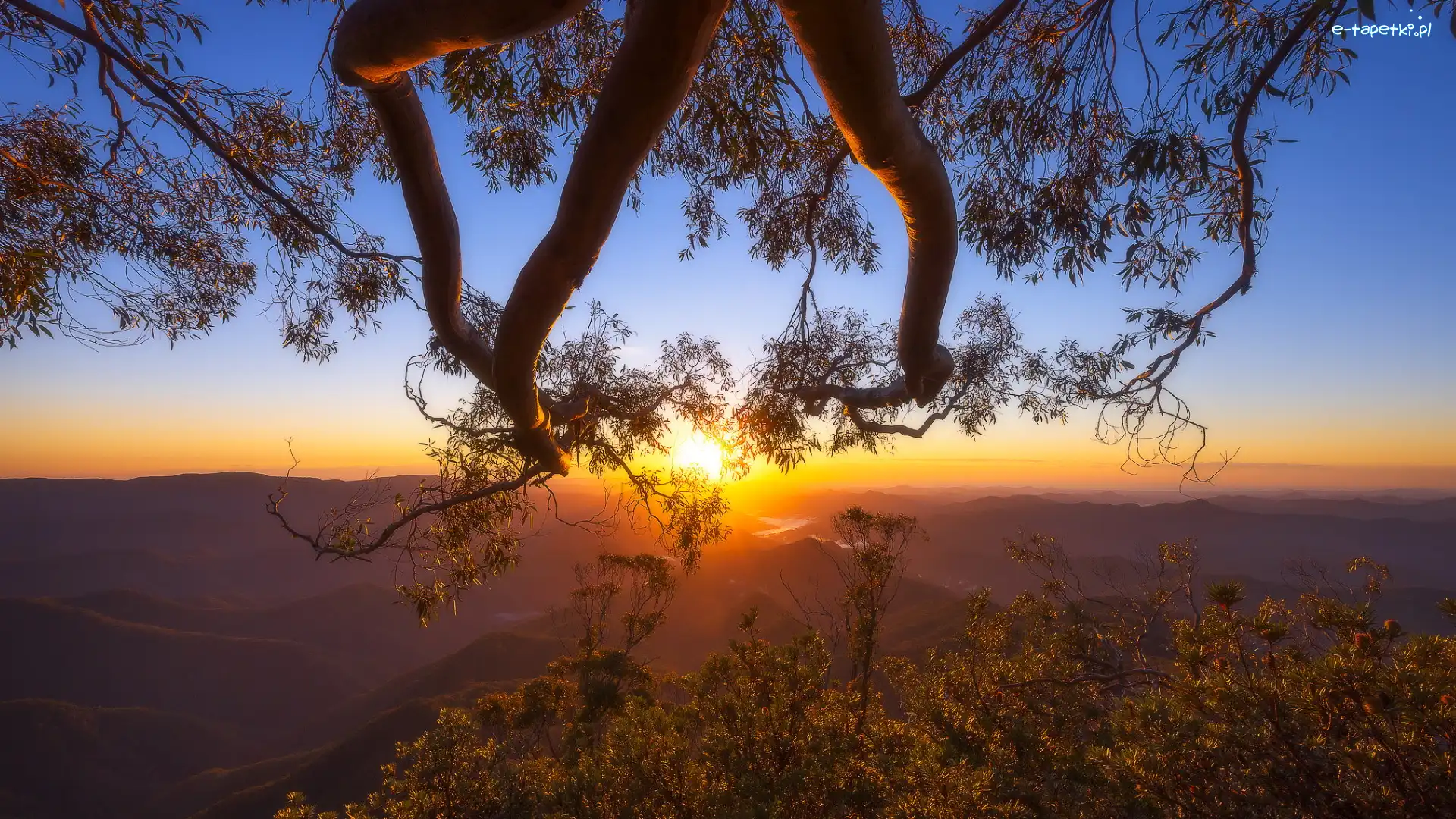 Zachód słońca, Góry, New England Range, Australia, Drzewo, Konary