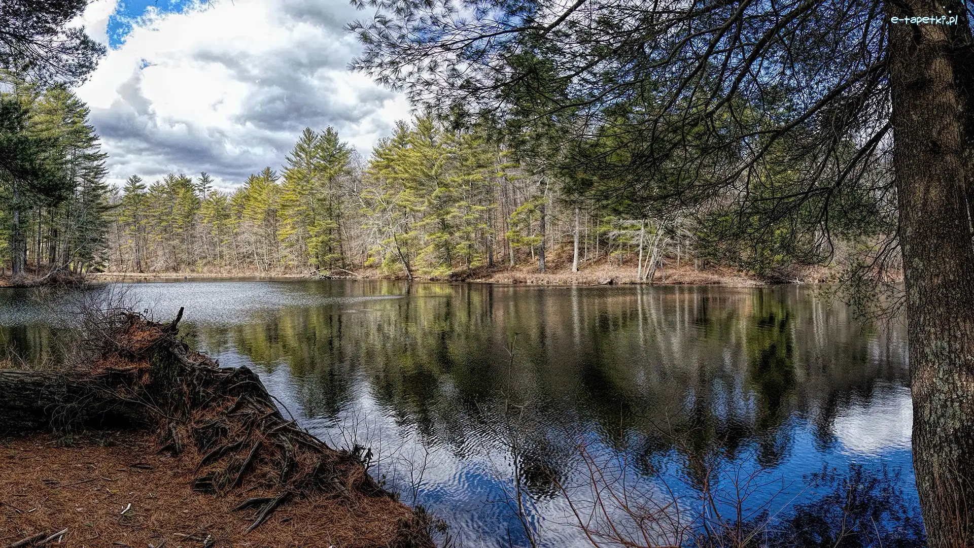 Stany Zjednoczone, Drzewa, Korzenie, Peppers Mill Pond, Jezioro, Massachusetts, Ware