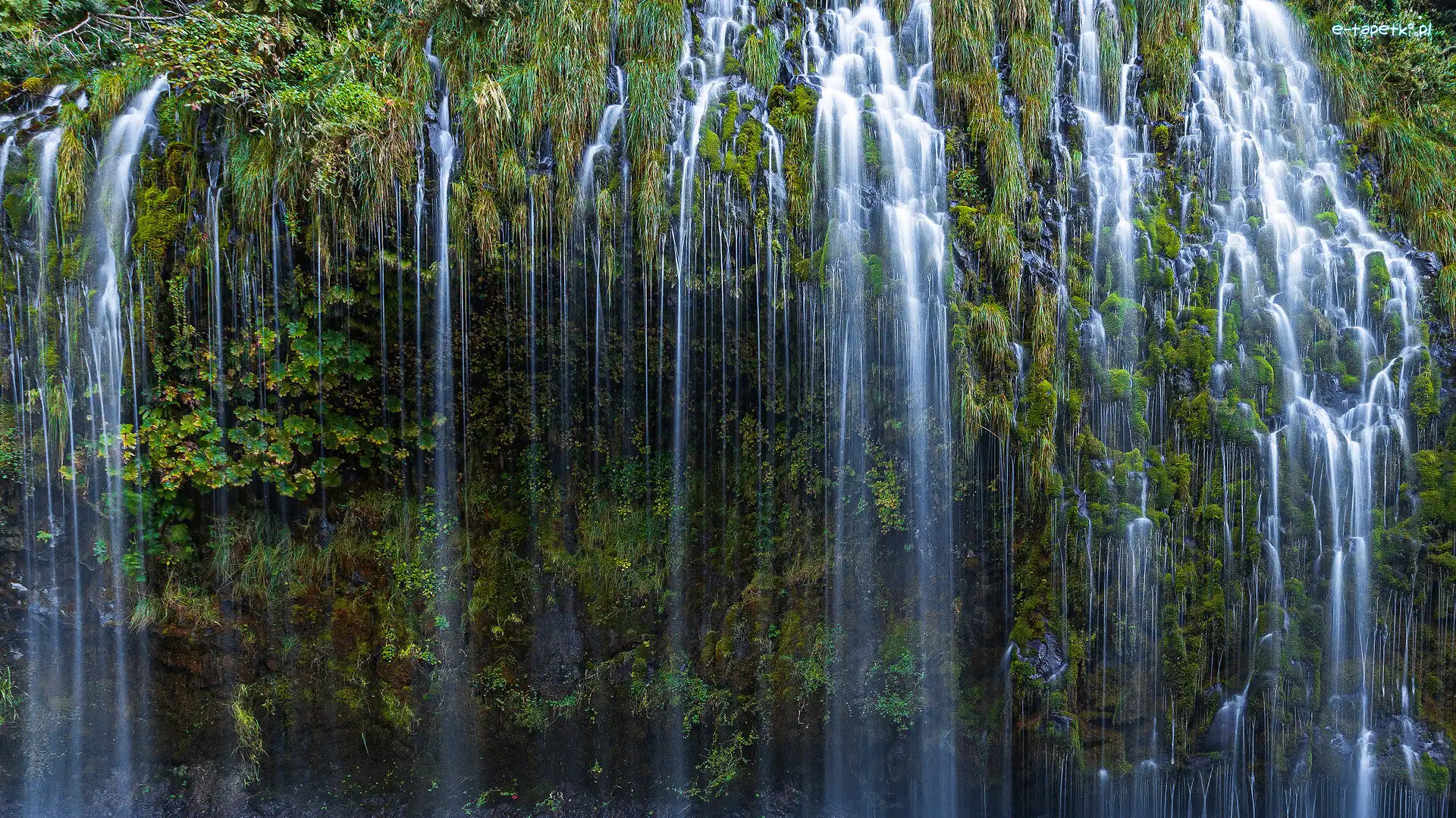 Wodospad, Rośliny, Mossbrae Falls, Stany Zjednoczone, Kalifornia