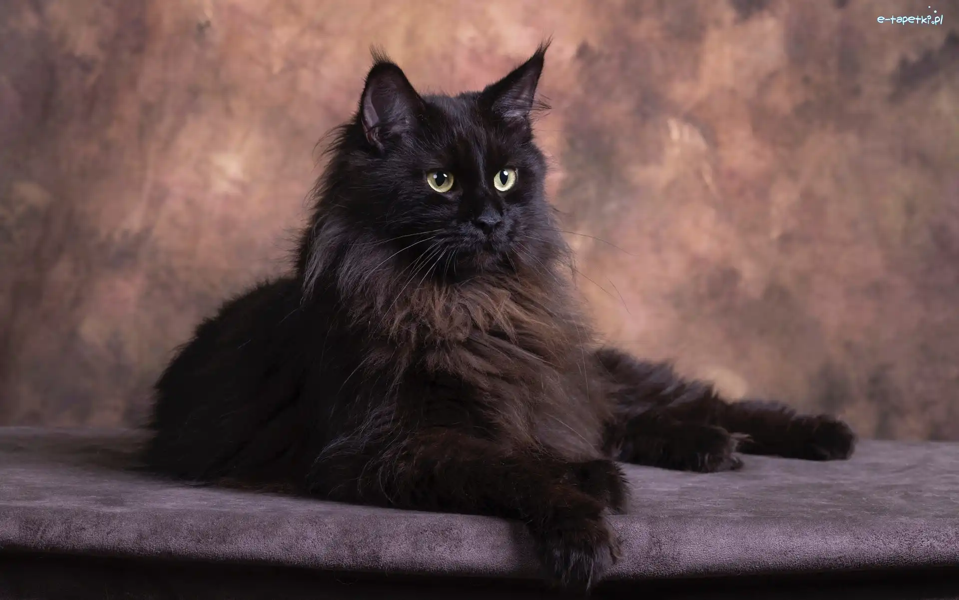 Maine coon, Kot, Ciemnobrązowy