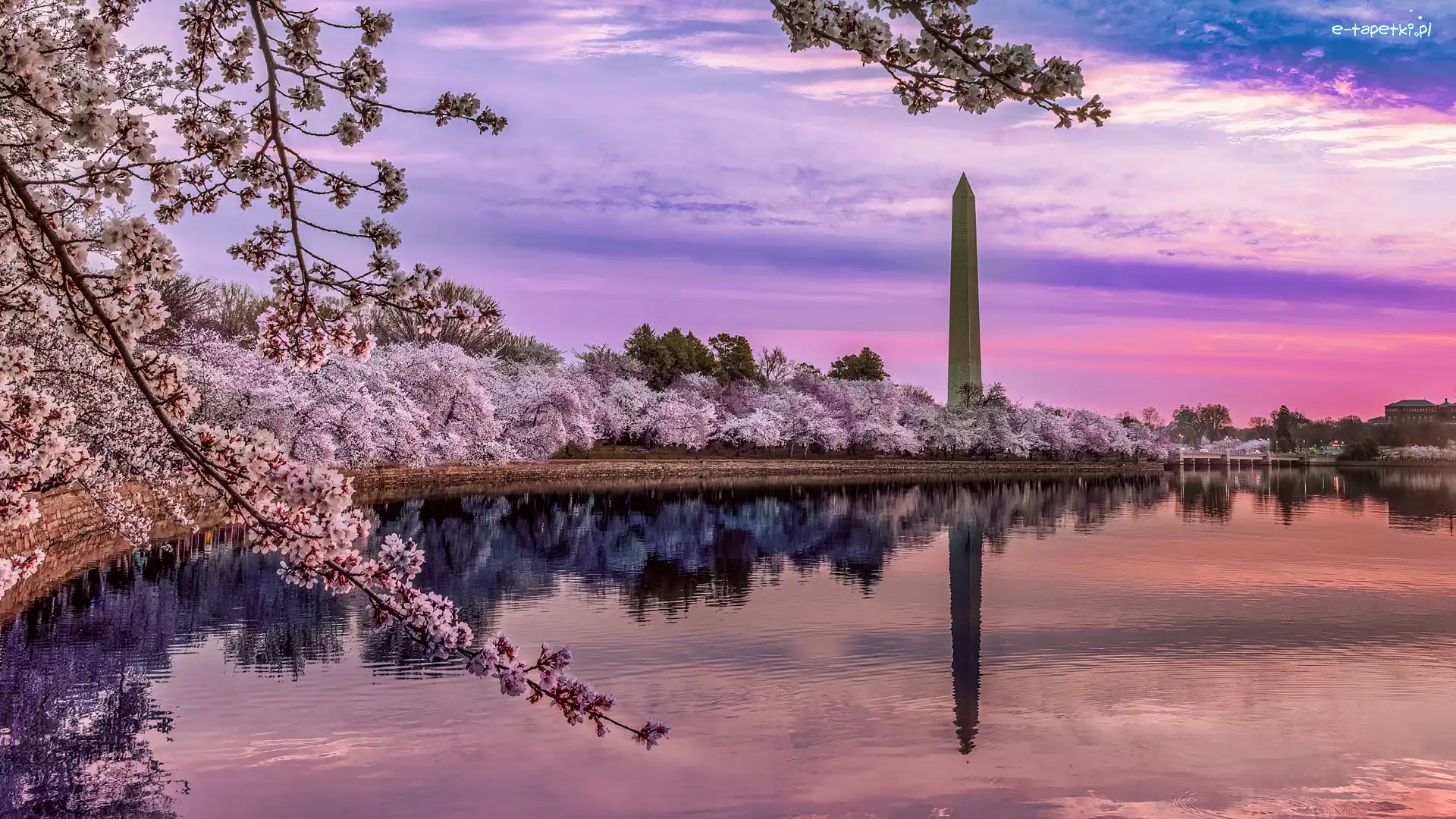 Obelisk, Zbiornik, Pomnik Waszyngtona, Tidal Basin, Stany Zjednoczone, Okwiecone, Wiosna, Waszyngton, Drzewa, Jezioro, Park National Mall