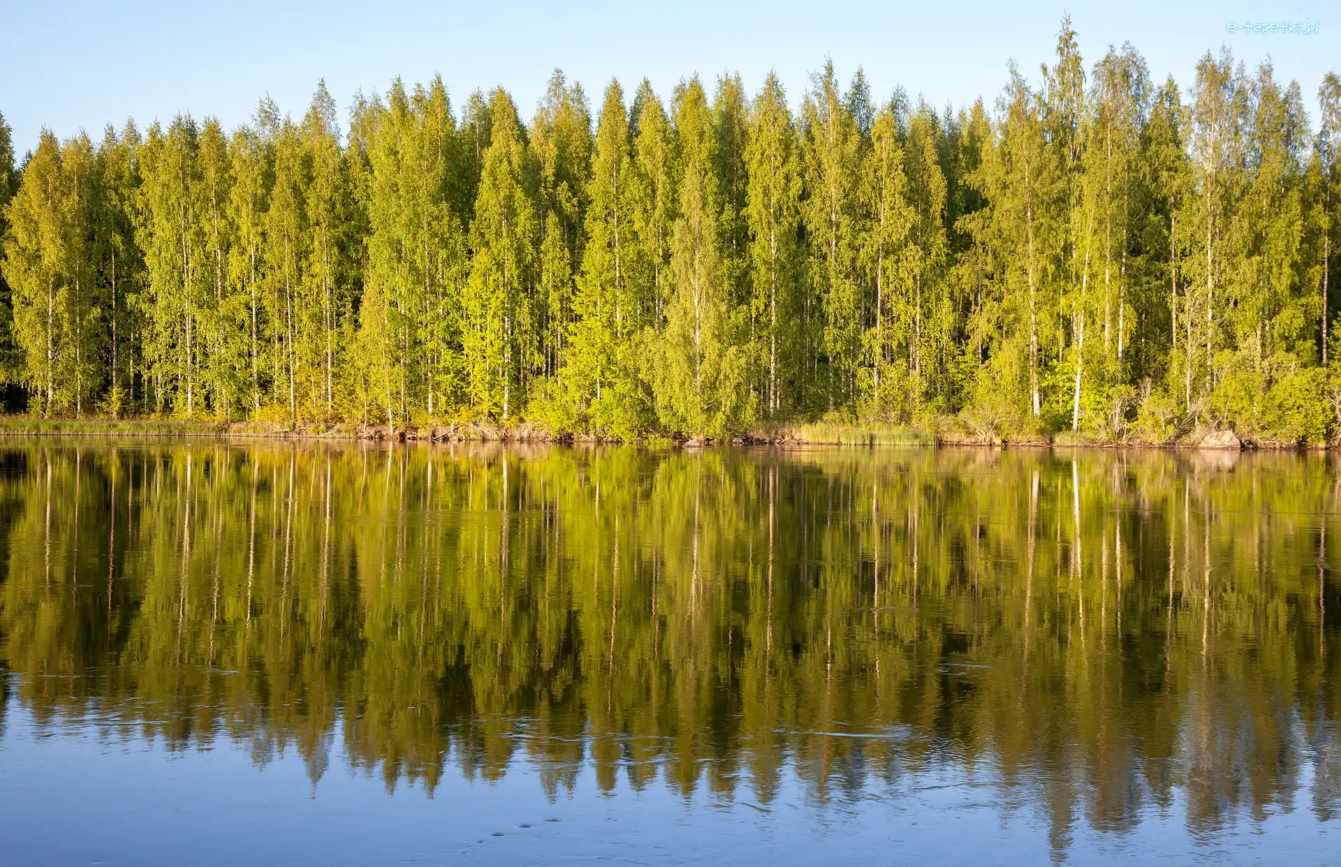 Las, Finlandia, Odbicie, Rzeka Kokemaenjoki
