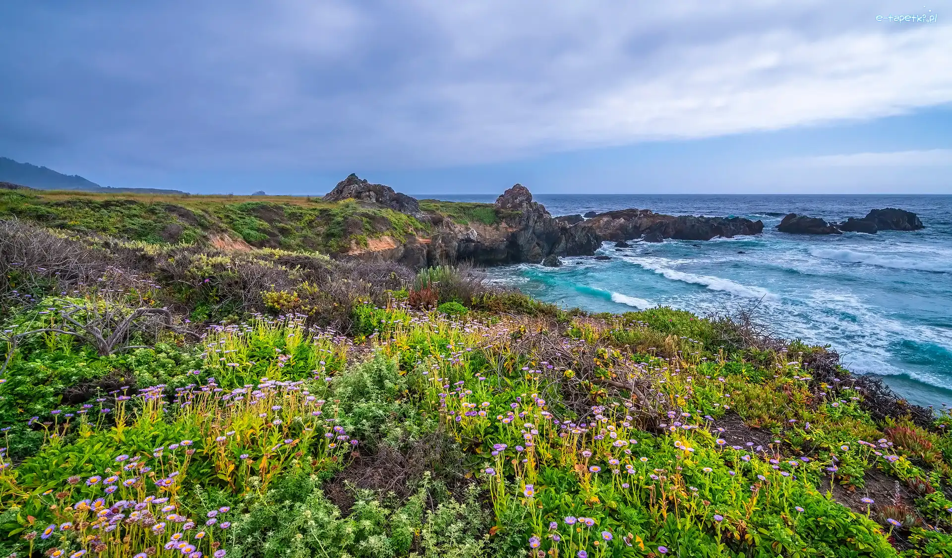 Kwiaty, Ocean Spokojny, Big Sur, Kalifornia, Stany Zjednoczone, Wybrzeże, Rośliny, Morze, Skały