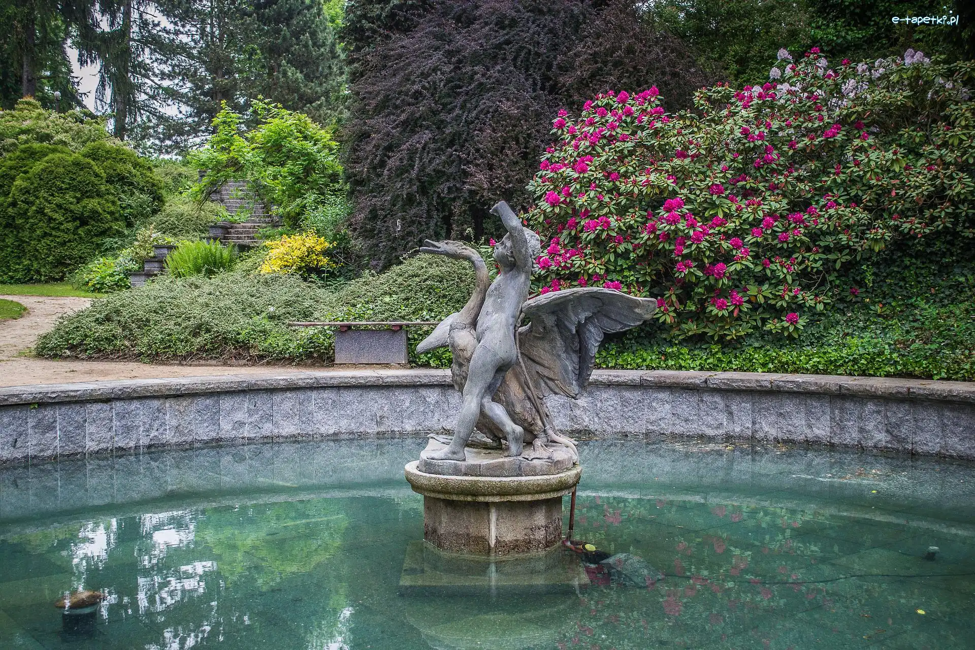 Rododendrony, Fontanna, Park