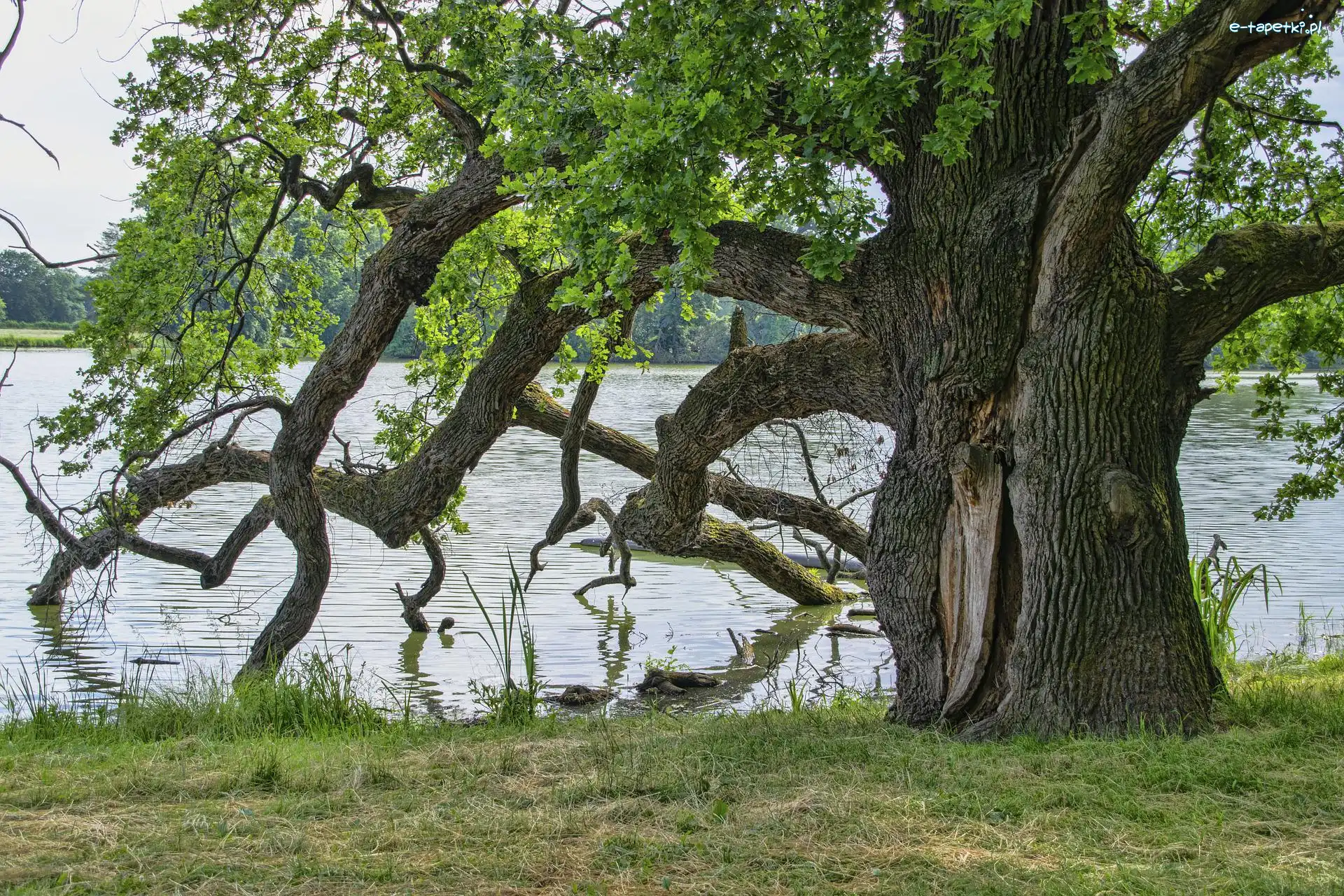 Gałęzie, Jezioro, Drzewo