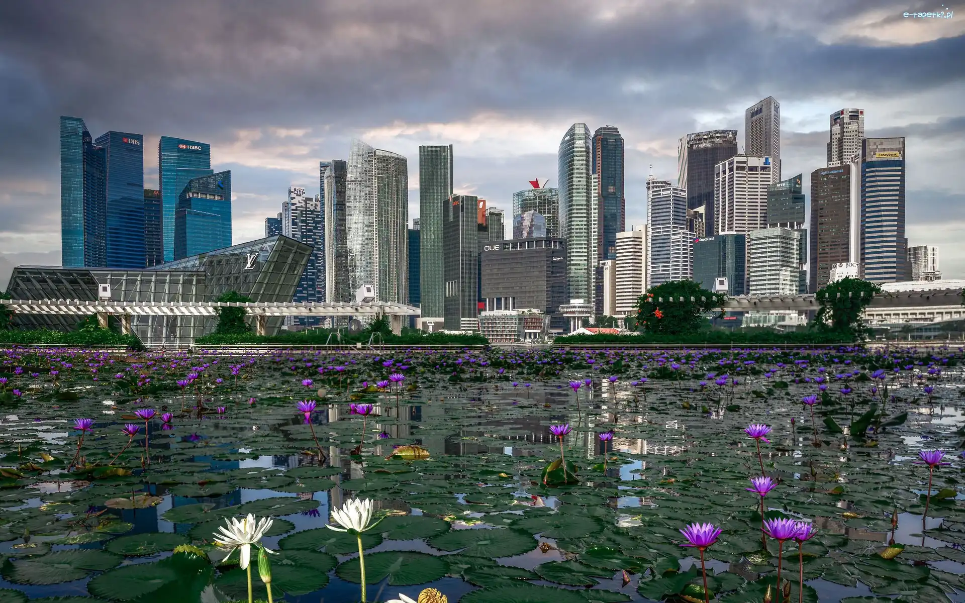 Staw, Singapur, Lilie wodne, Drapacze chmur