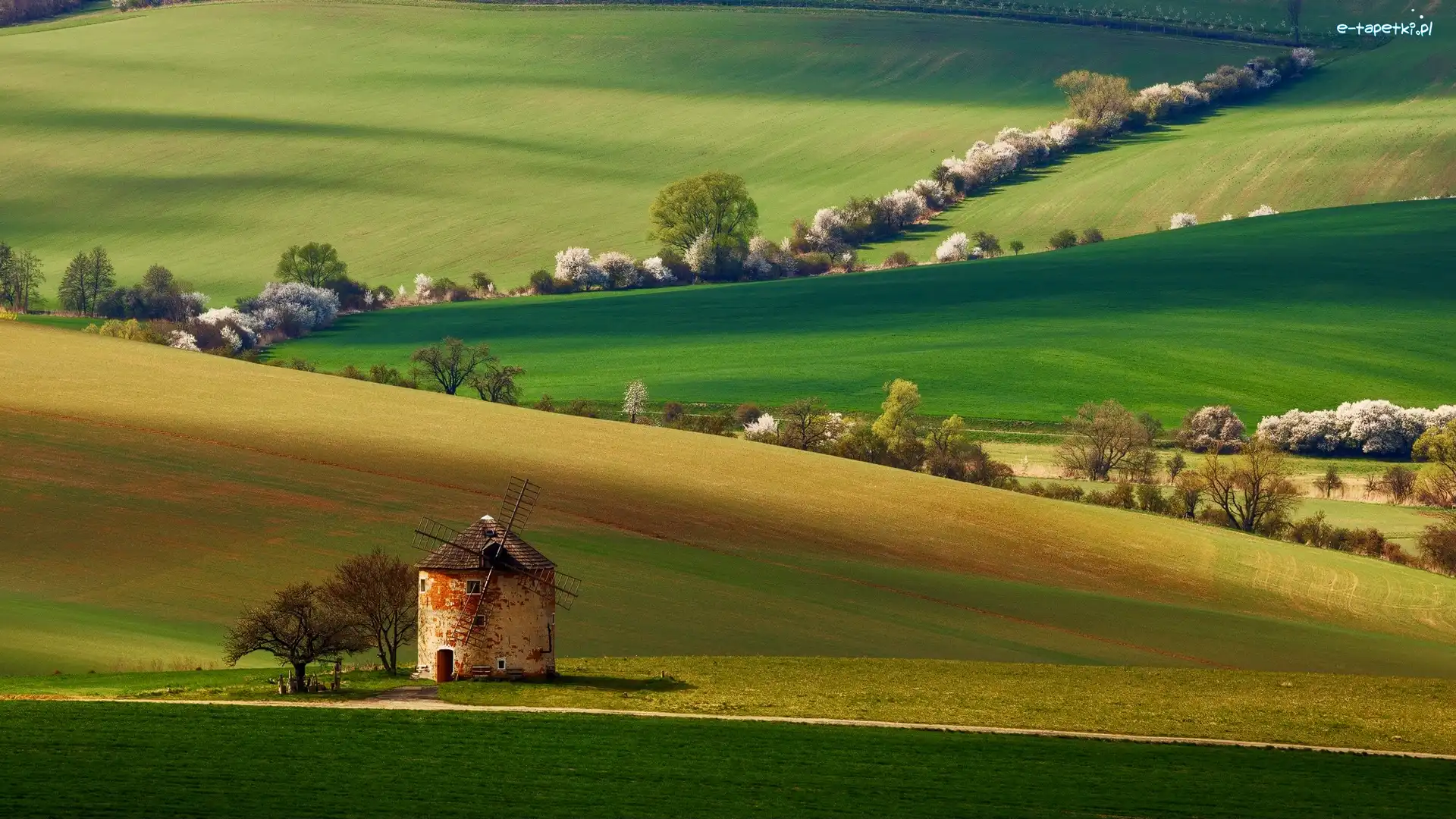 Czechy, Pola, Morawy Południowe, Wiatrak, Drzewa