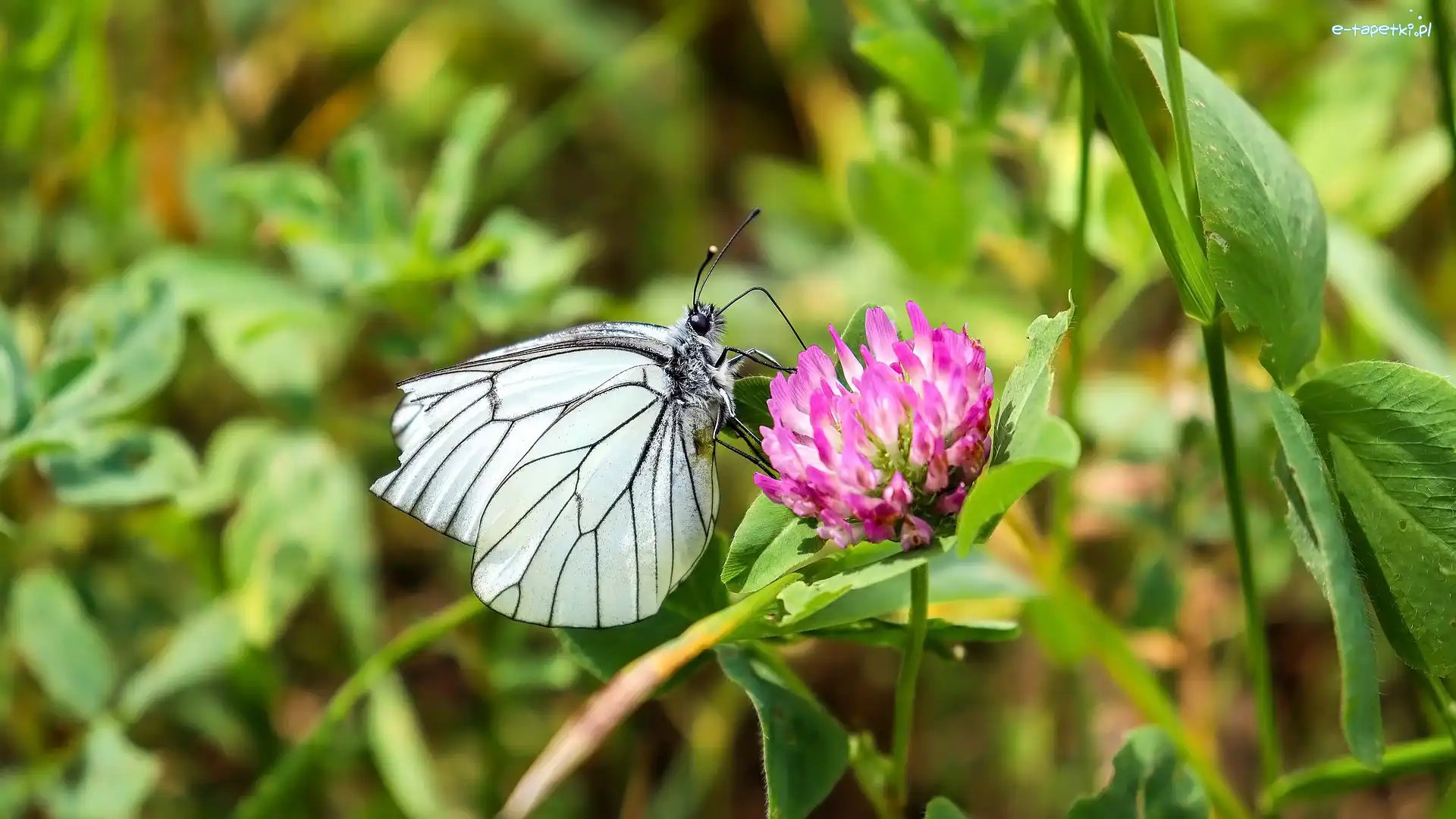 Motyl, Kwiaty, Niestrzęp głogowiec, Liście, Koniczyna