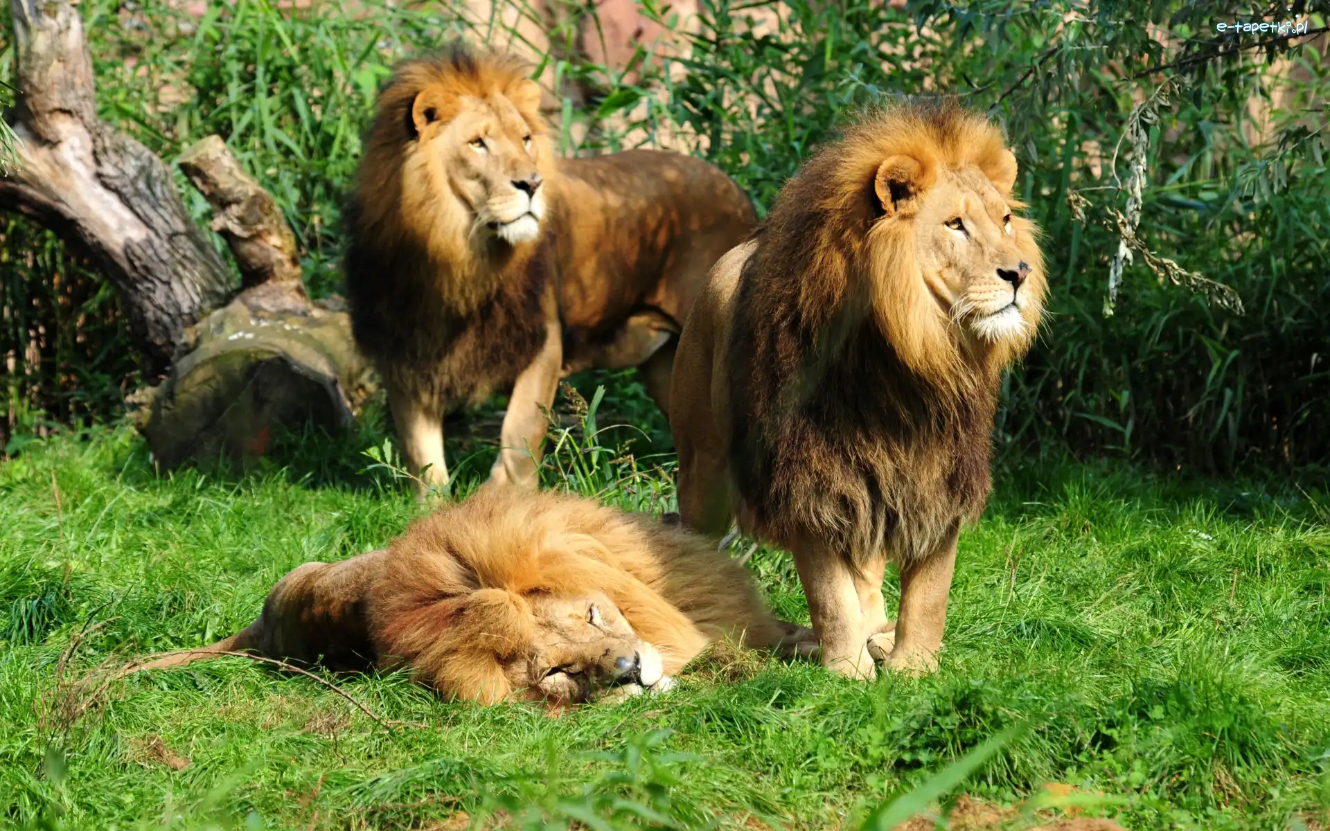 Lwy, Trawa, Drzewa, Trzy