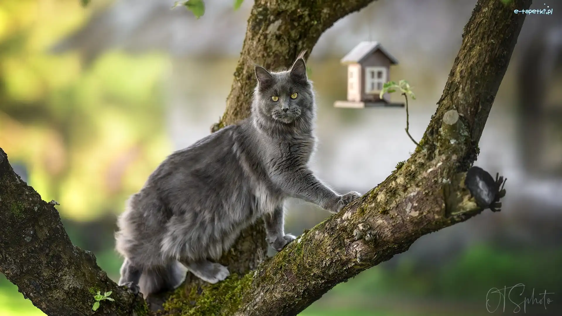 Kot, Drzewo, Maine coon, Szary