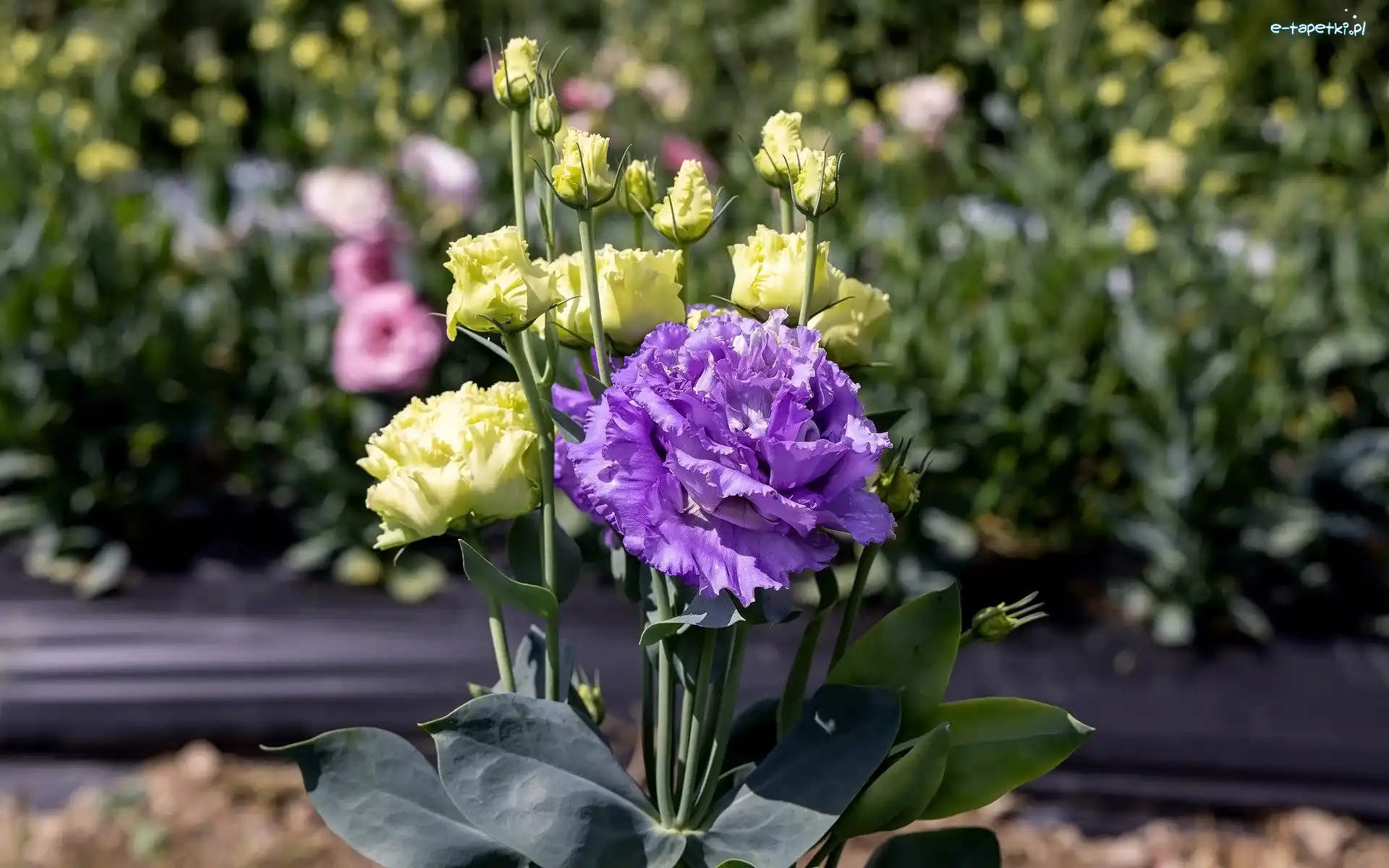 Listki, Eustoma, Kwiaty