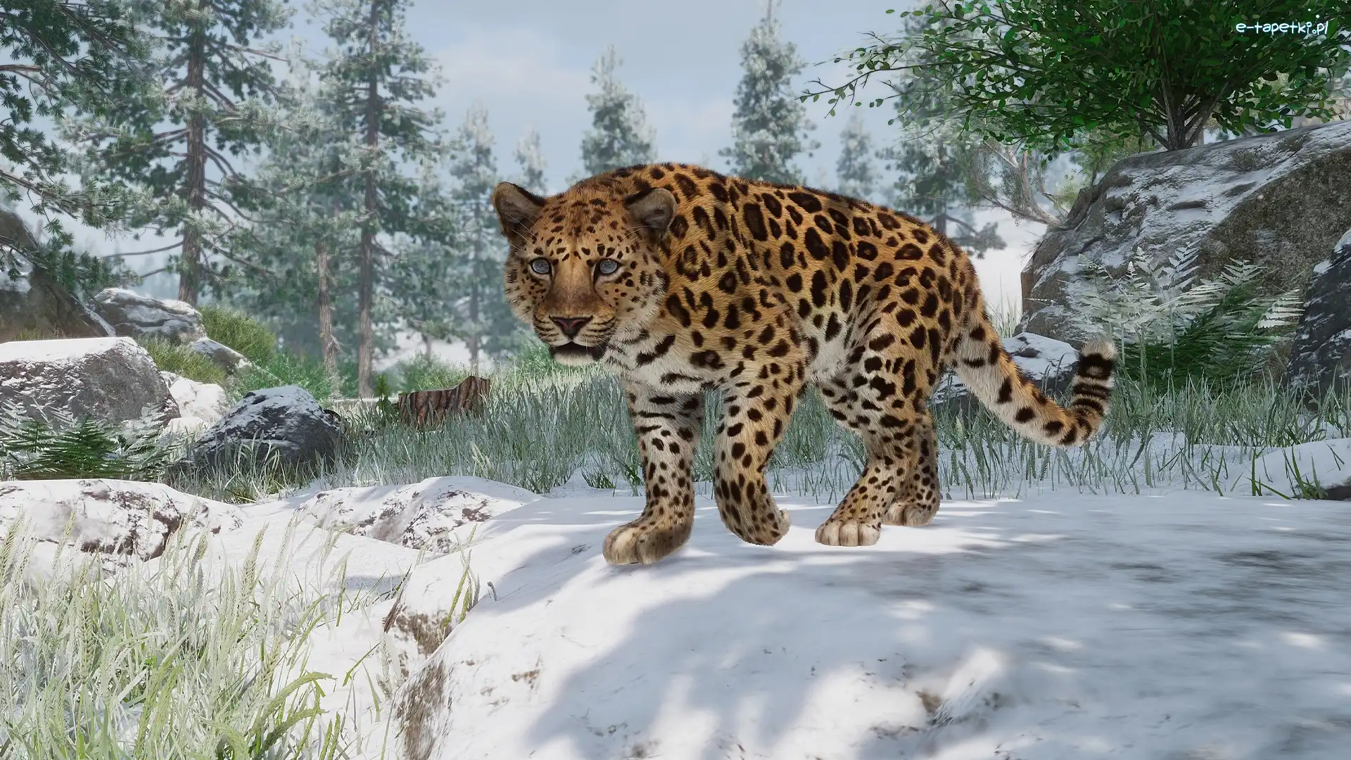Planet Zoo, Gra, Lampart amurski
