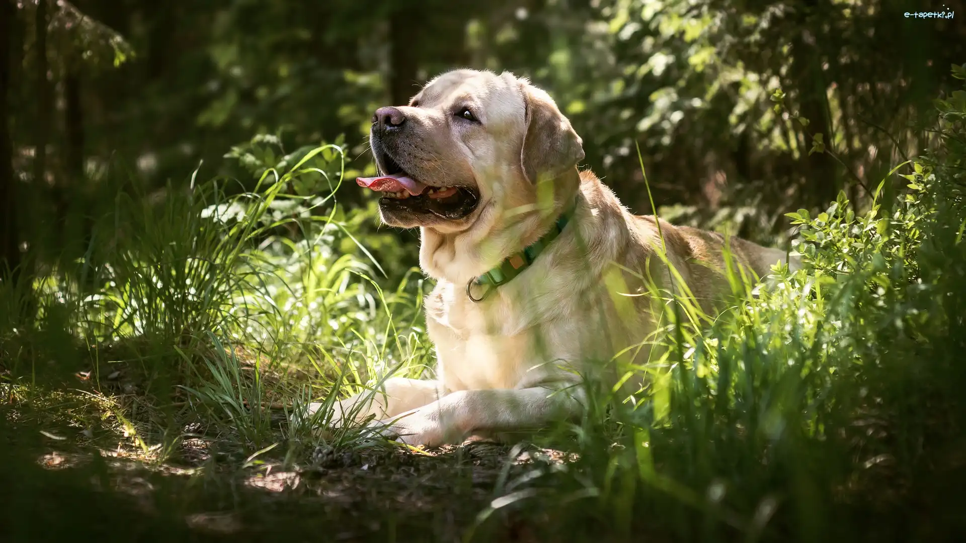 Labrador retriever, Język, Trawa, Pies