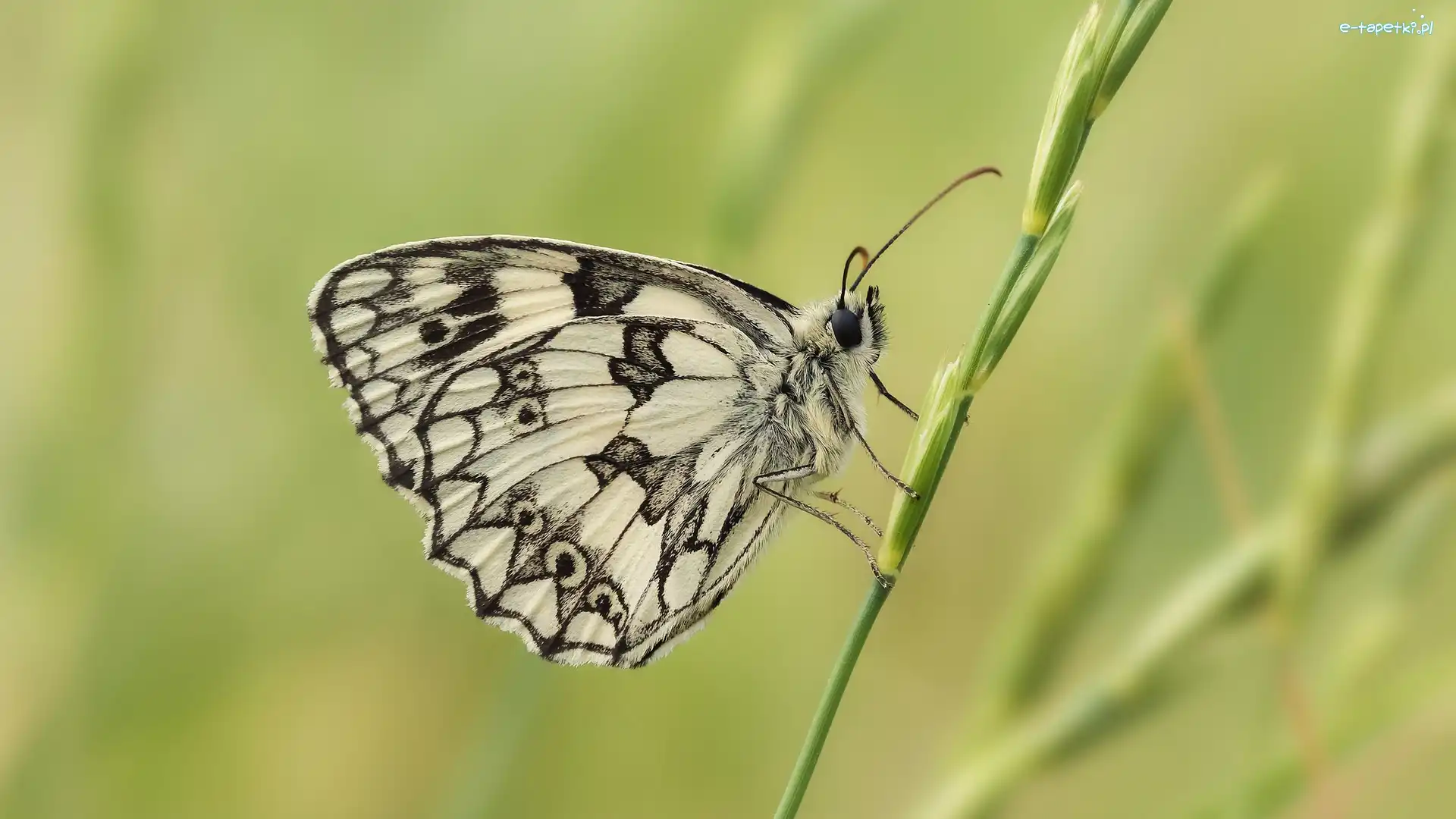 Roślinka, Polowiec szachownica, Motyl