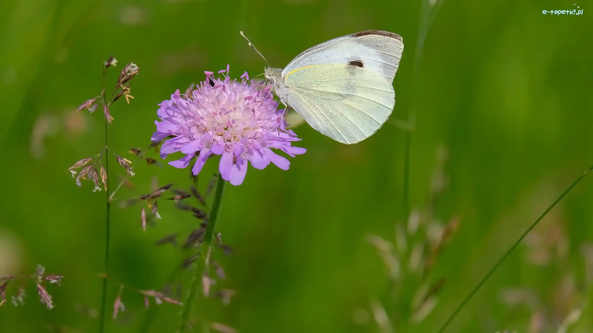 Bielinek rzepnik, Motyl, Kwiaty