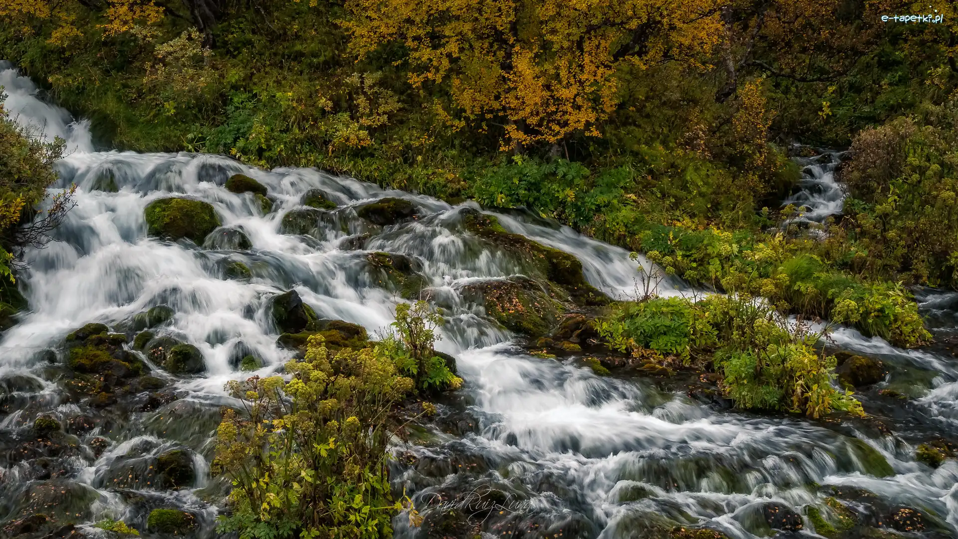 Kamienie, Potok, Rwący, Krzewy