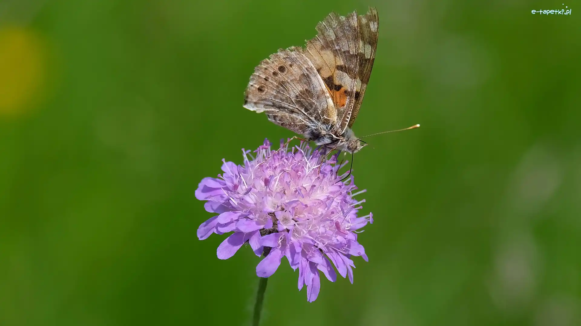 Driakiew, Rusałka osetnik, Motyl, Kwiat
