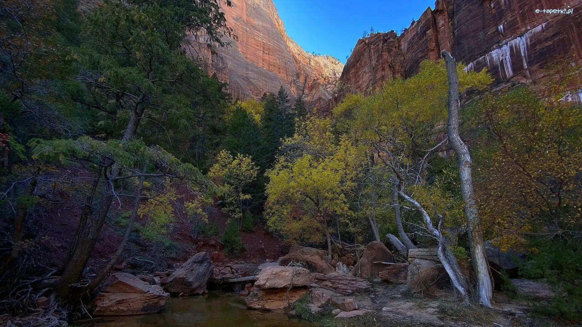 Rzeka, Góry, Stany Zjednoczone, Utah, Skały, Virgin River, Drzewa, Park Narodowy Zion