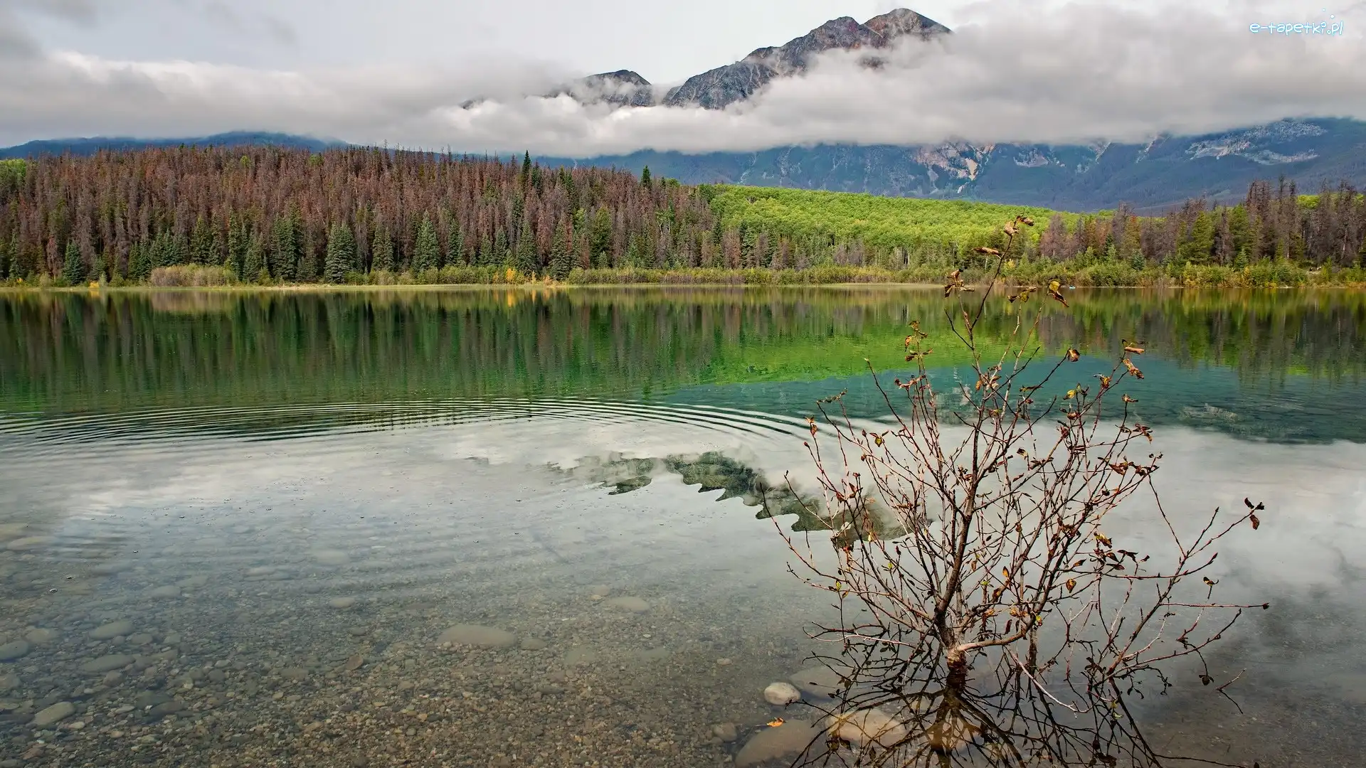 Kamienie, Jezioro, Kanada, Krzew, Drzewa, Lasy, Góry, Park Narodowy Jasper, Patricia Lake, Alberta