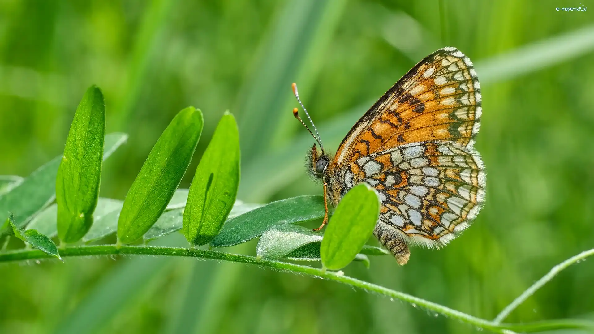 Przeplatka diamina, Listki, Roślina, Motyl