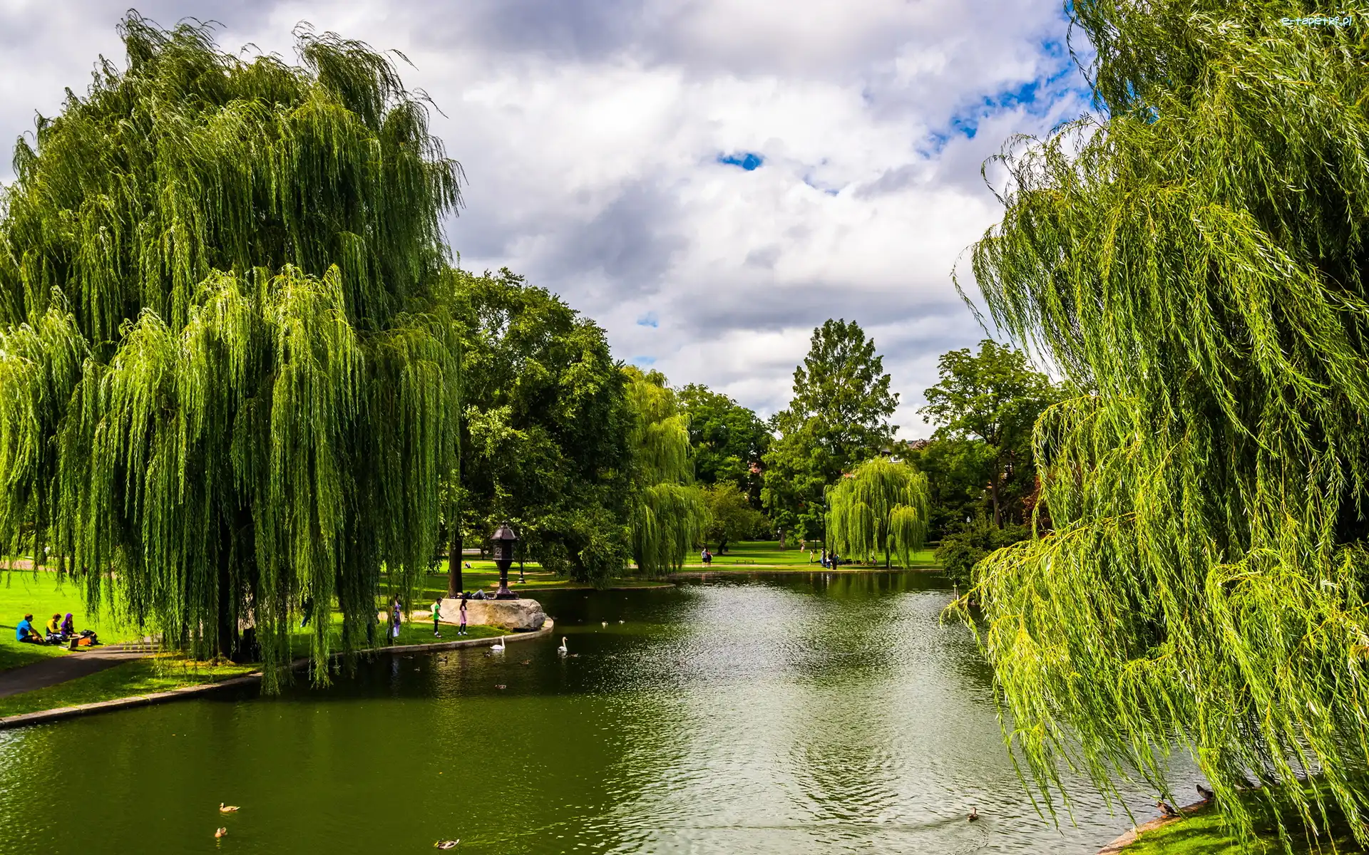 Drzewa, Jezioro, Wierzby, Park