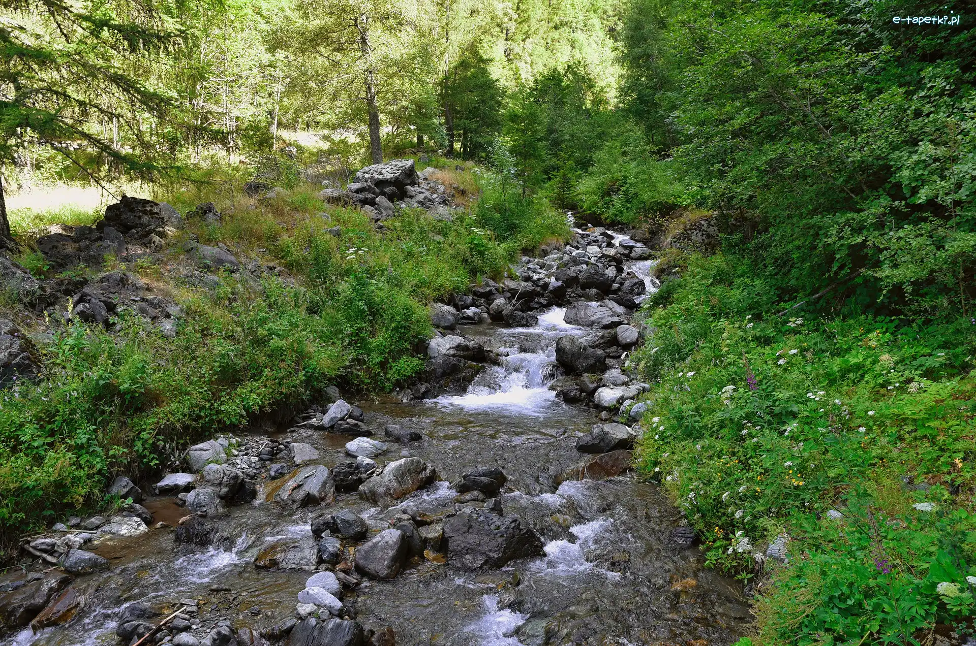 Strumień, Kamienie, Rzeka, Krzewy, Drzewa