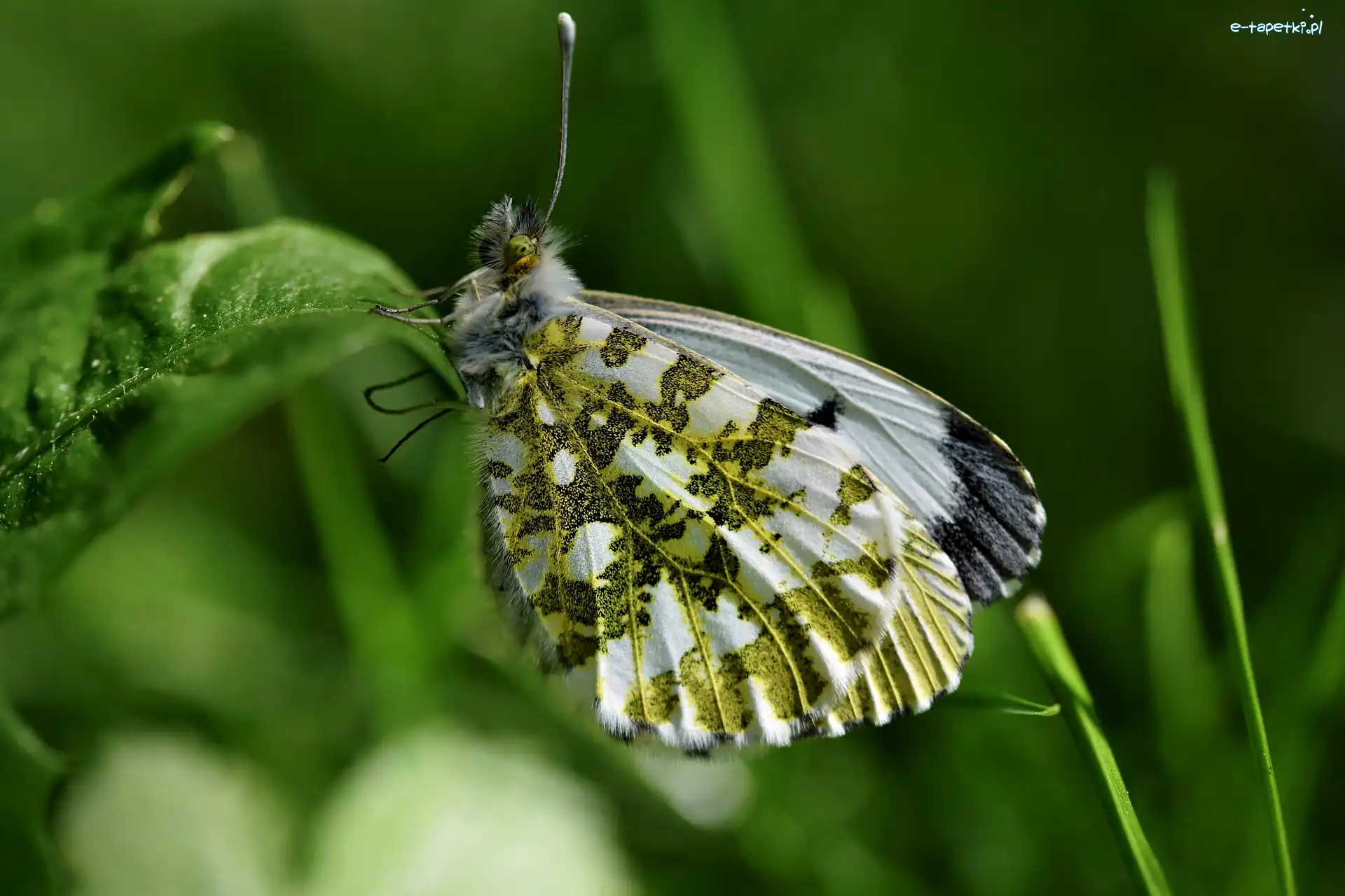Zorzynek rzeżuchowiec, Motyl