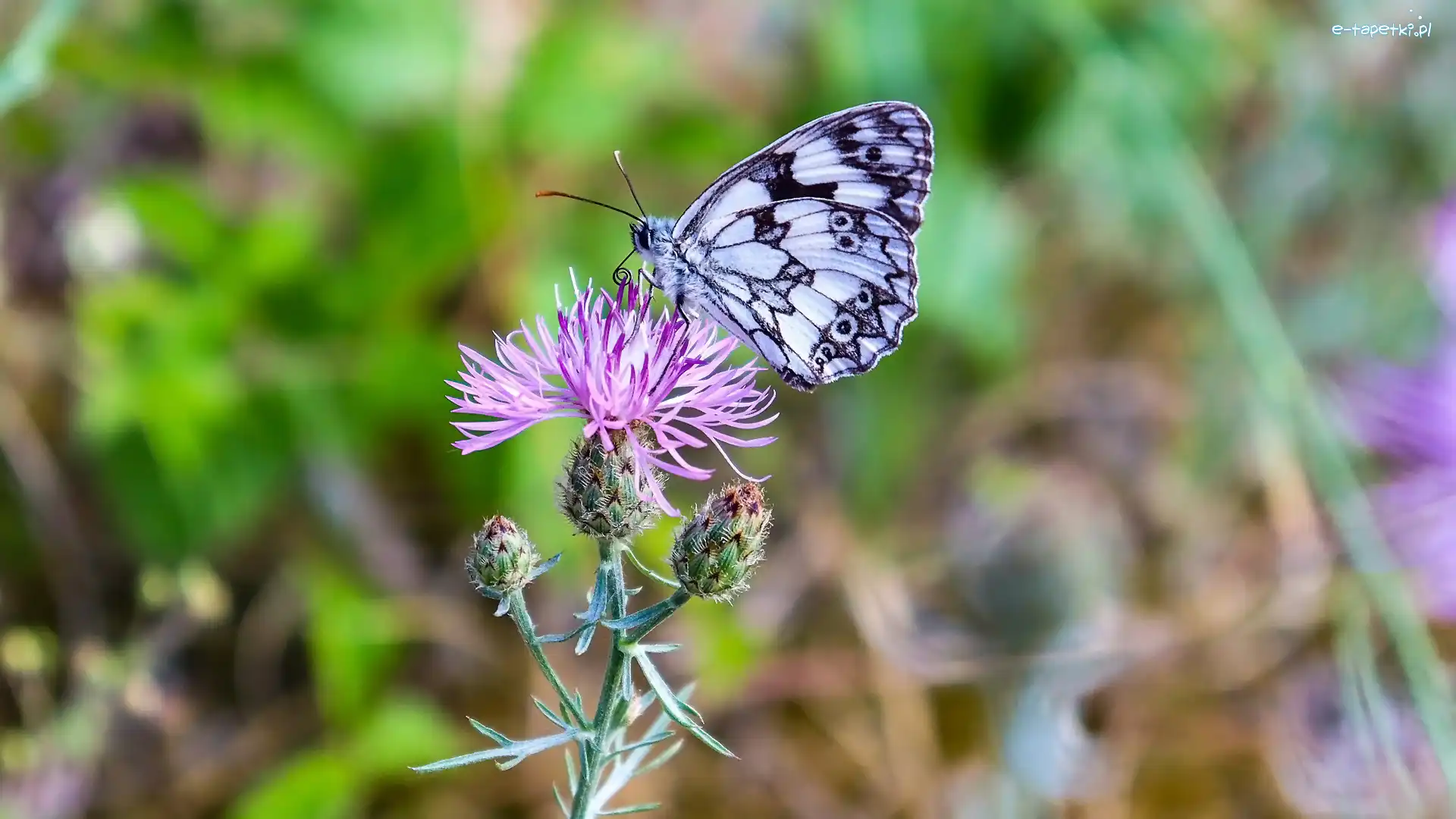 Polowiec szachownica, Chaber driakiewnik, Roślina, Motyl
