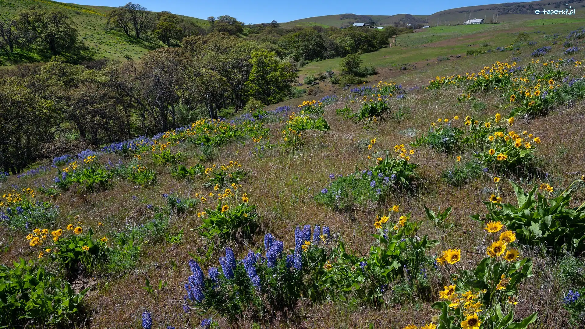 Dalles Mountain Ranch, Drzewa, Stany Zjednoczone, Łubin, Polne, Kwiaty, Balsamorhiza, Wzgórza, Łąka, Stan Waszyngton