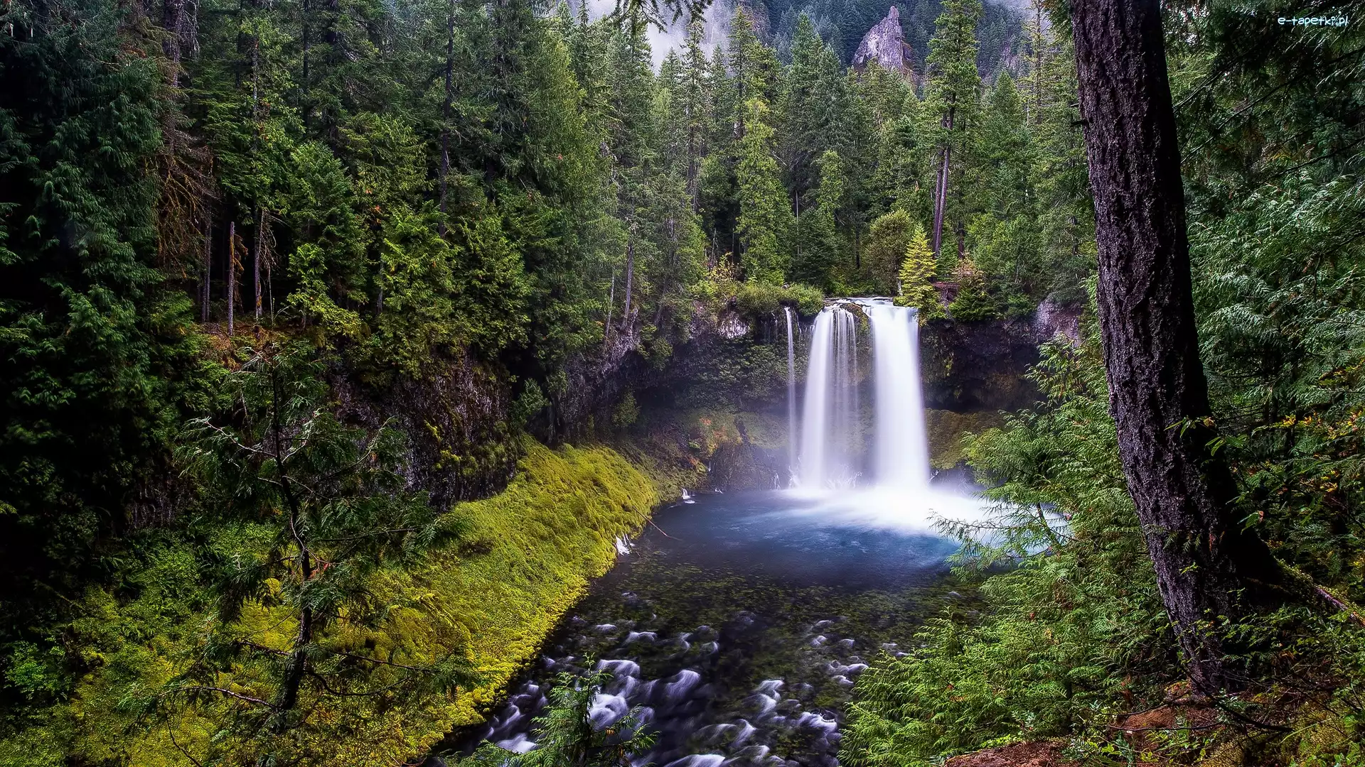 Kamienie, Drzewa, Stany Zjednoczone, Skały, Koosah Falls, Rzeka, McKenzie River, Las, Wodospad, Oregon