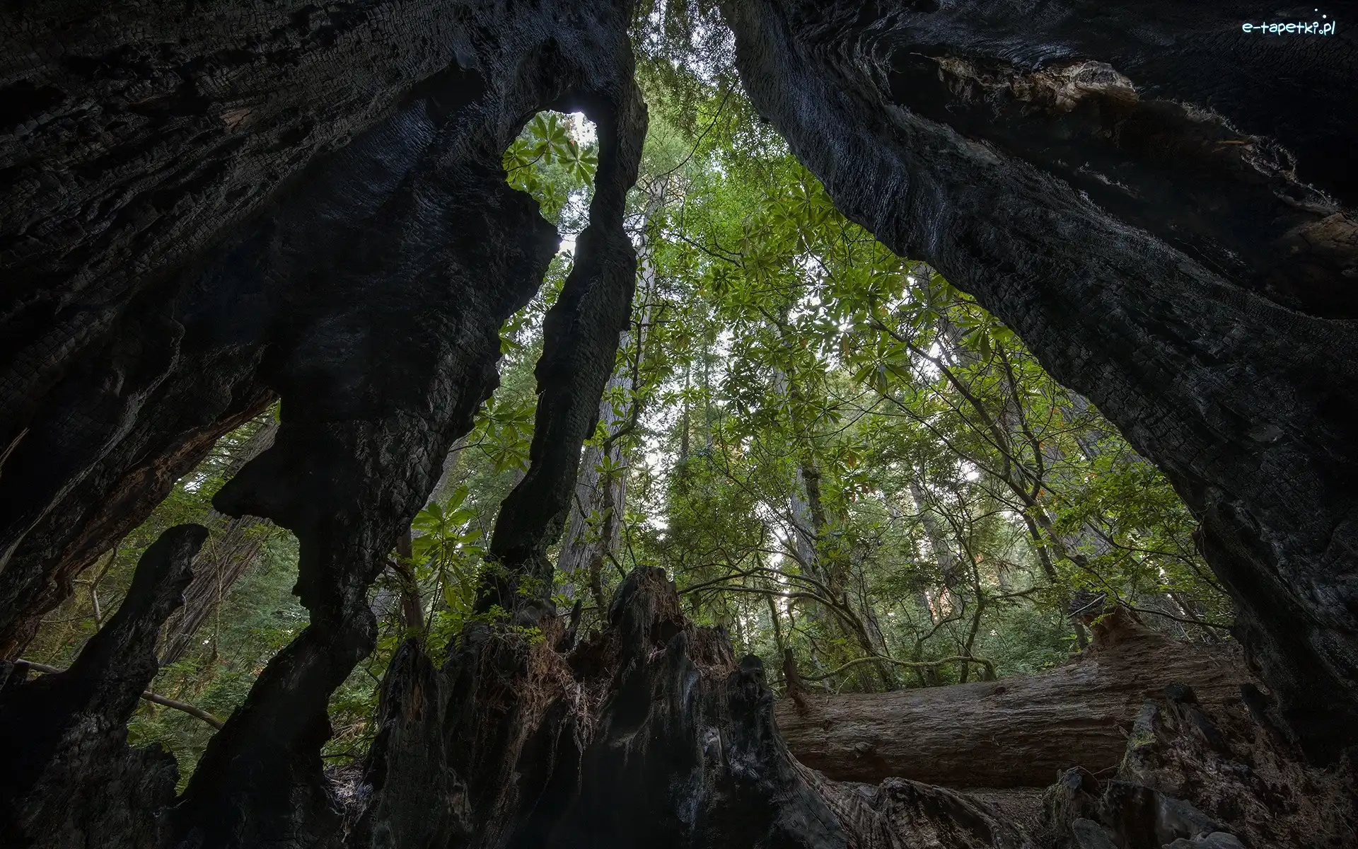 Stany Zjednoczone, Drzewa, Sekwoje wieczniezielone, Pnie, Zwęglone, Kalifornia, Park Narodowy Redwood