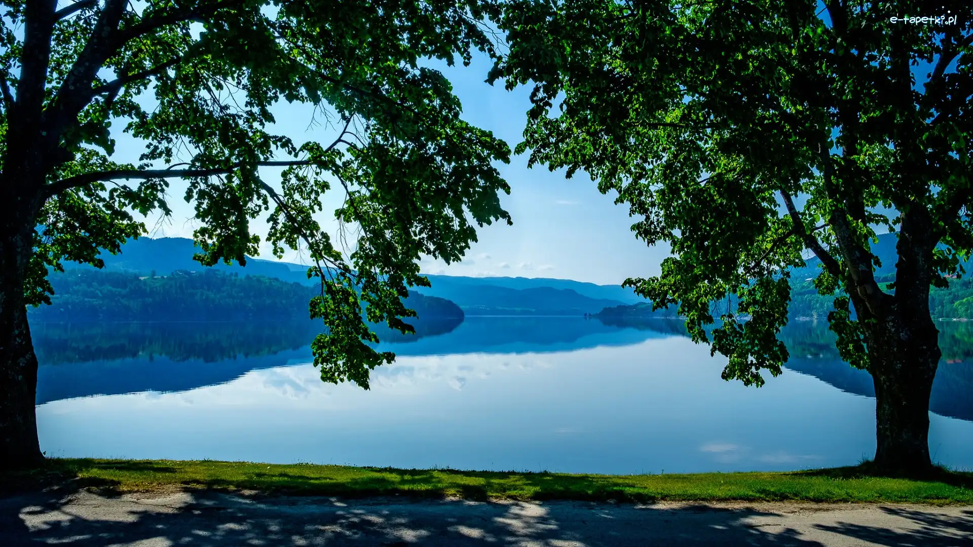 Jezioro Heddalsvatnet, Norwegia, Drzewa