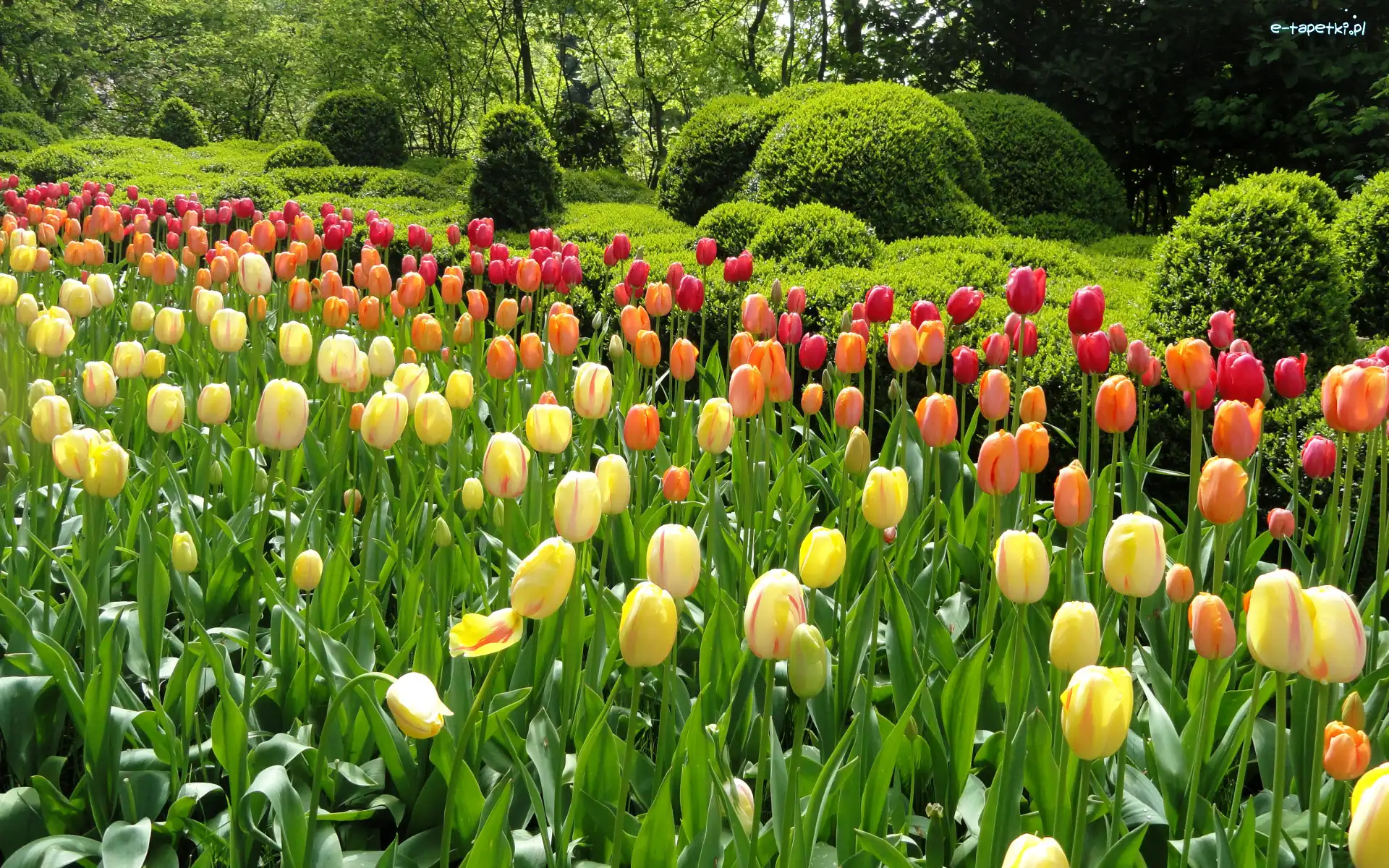Krzewy, Kolorowe, Tulipany, Drzewa, Kwiaty, Park