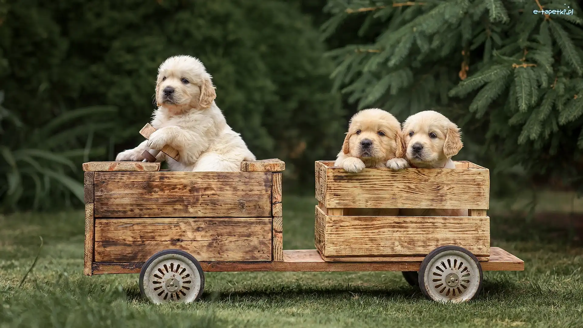 Trzy, Golden retriever, Szczeniaki, Pojazd, Drewniany