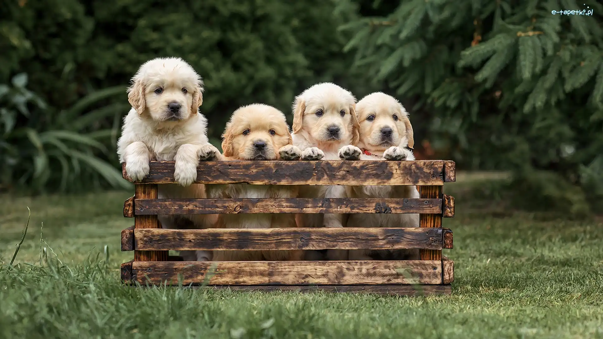 Cztery, Szczeniaki, Psy, Skrzynka, Golden retrievery