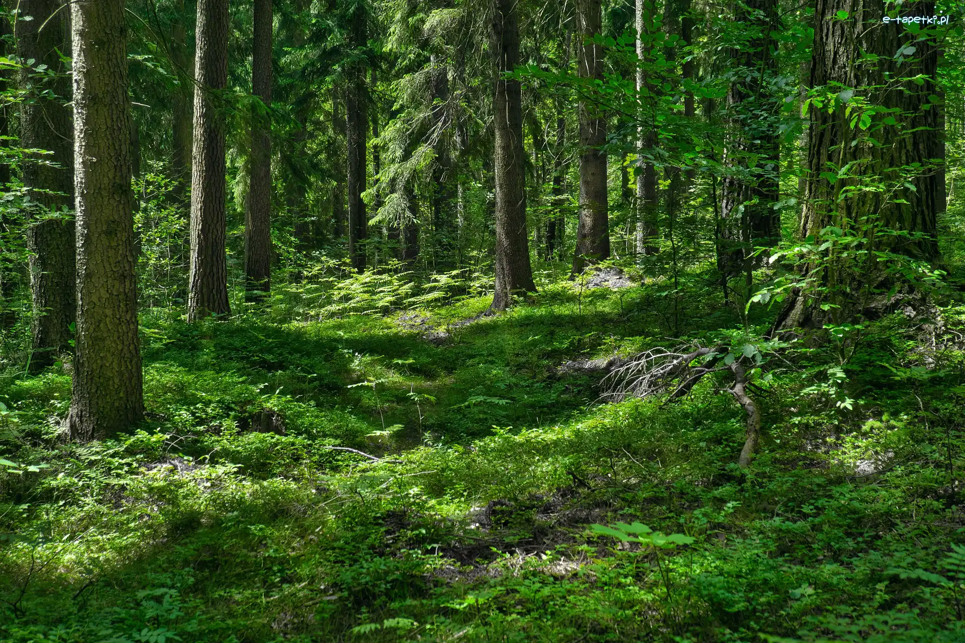 Roślinność, Drzewa, Las