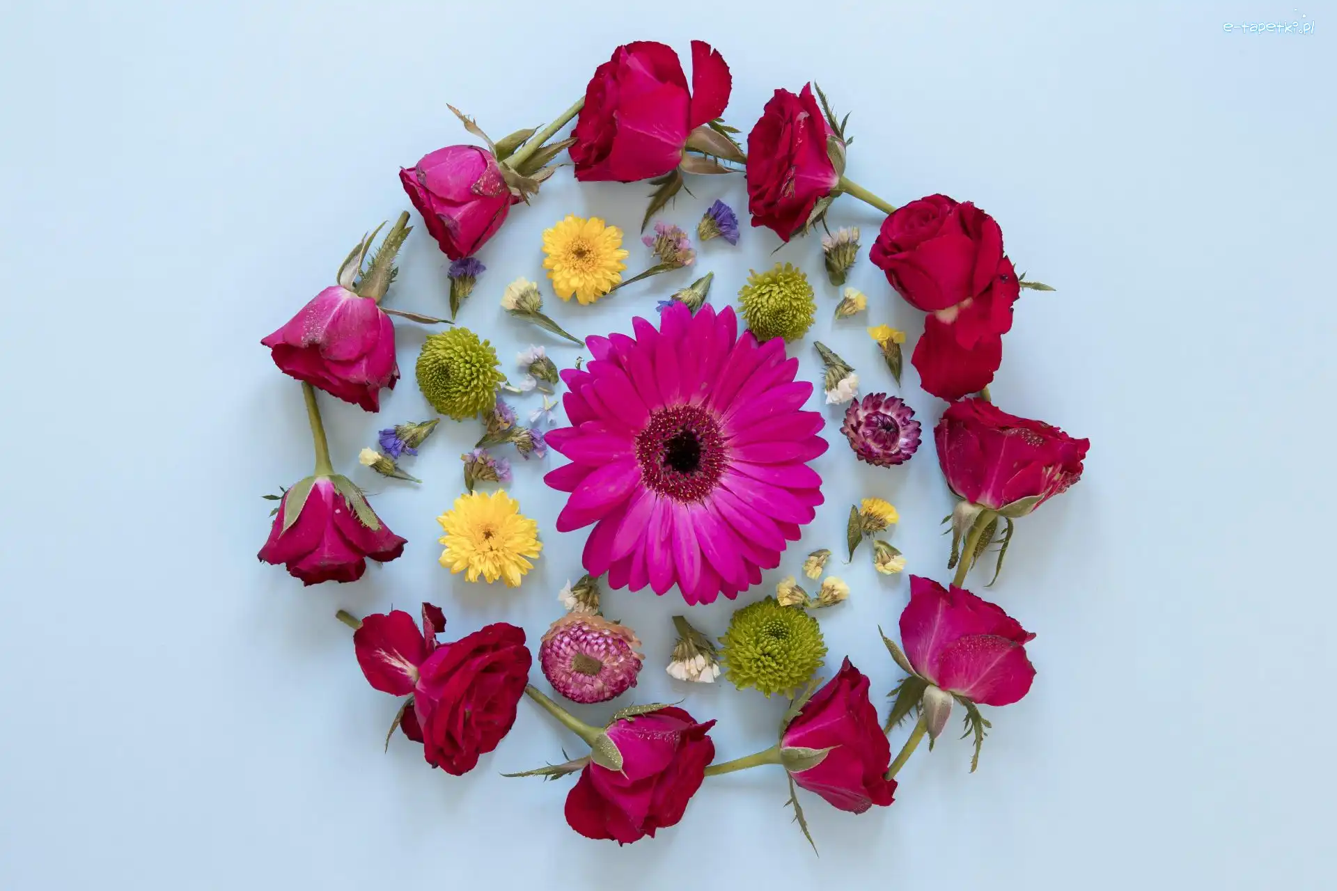 Kwiaty, Czerwone, Kolorowe, Gerbera, Róże
