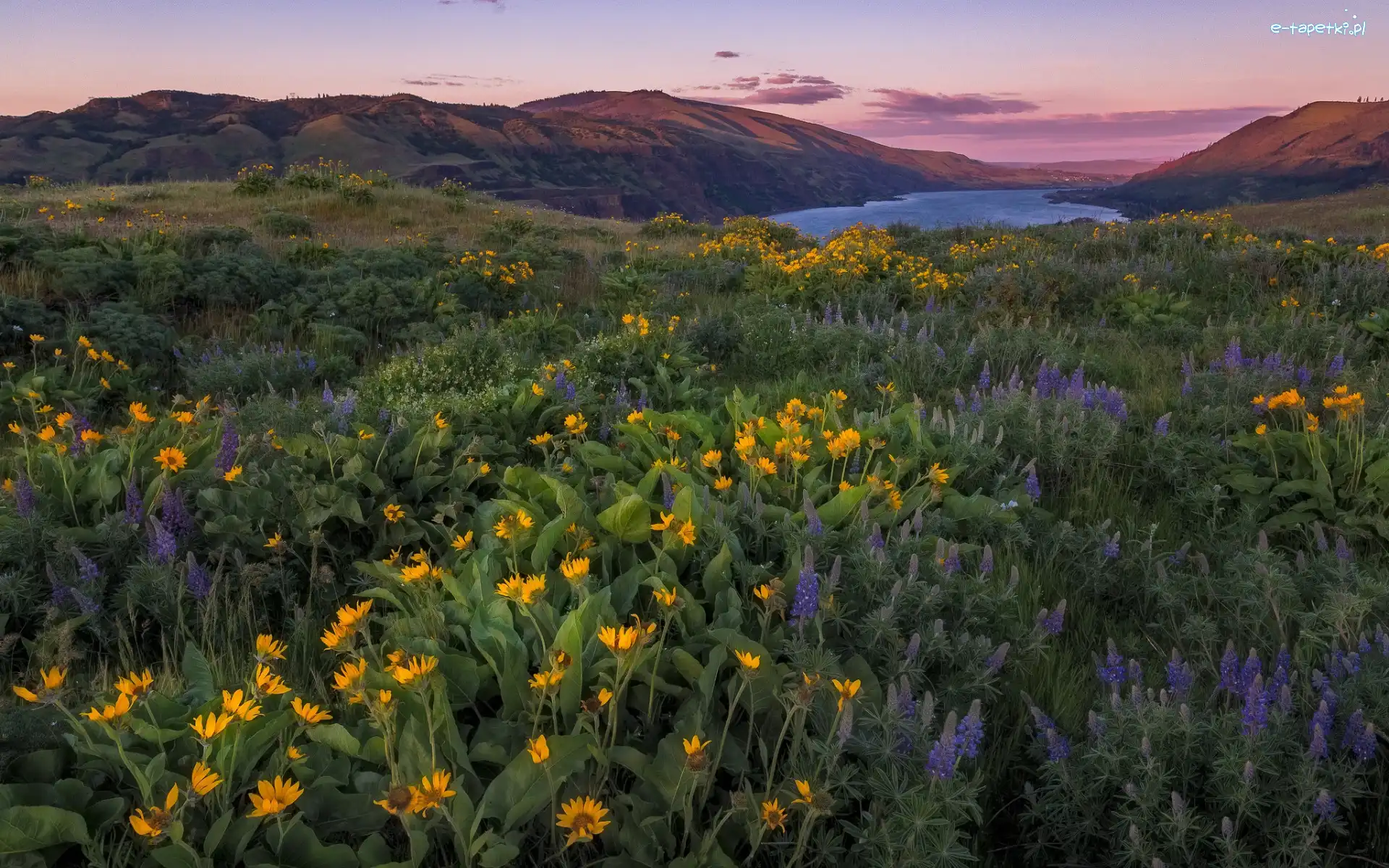 Łubin, Kwiaty, Góry, Columbia River Gorge, Rezerwat przyrody, Stany Zjednoczone, Stan Oregon, Łąka, Balsamorhiza