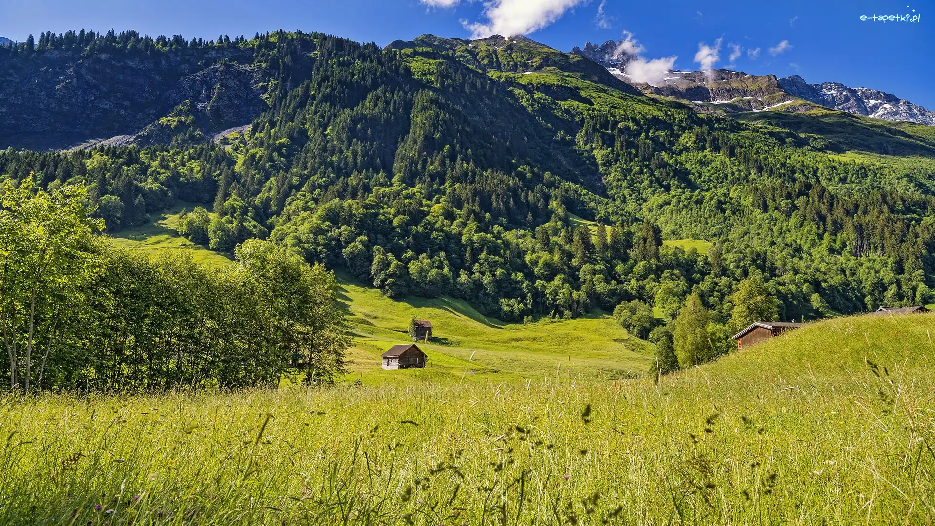 Drzewa, Alpy Szwajcarskie, Szwajcaria, Elm, Domki, Wzgórza, Wieś, Góry