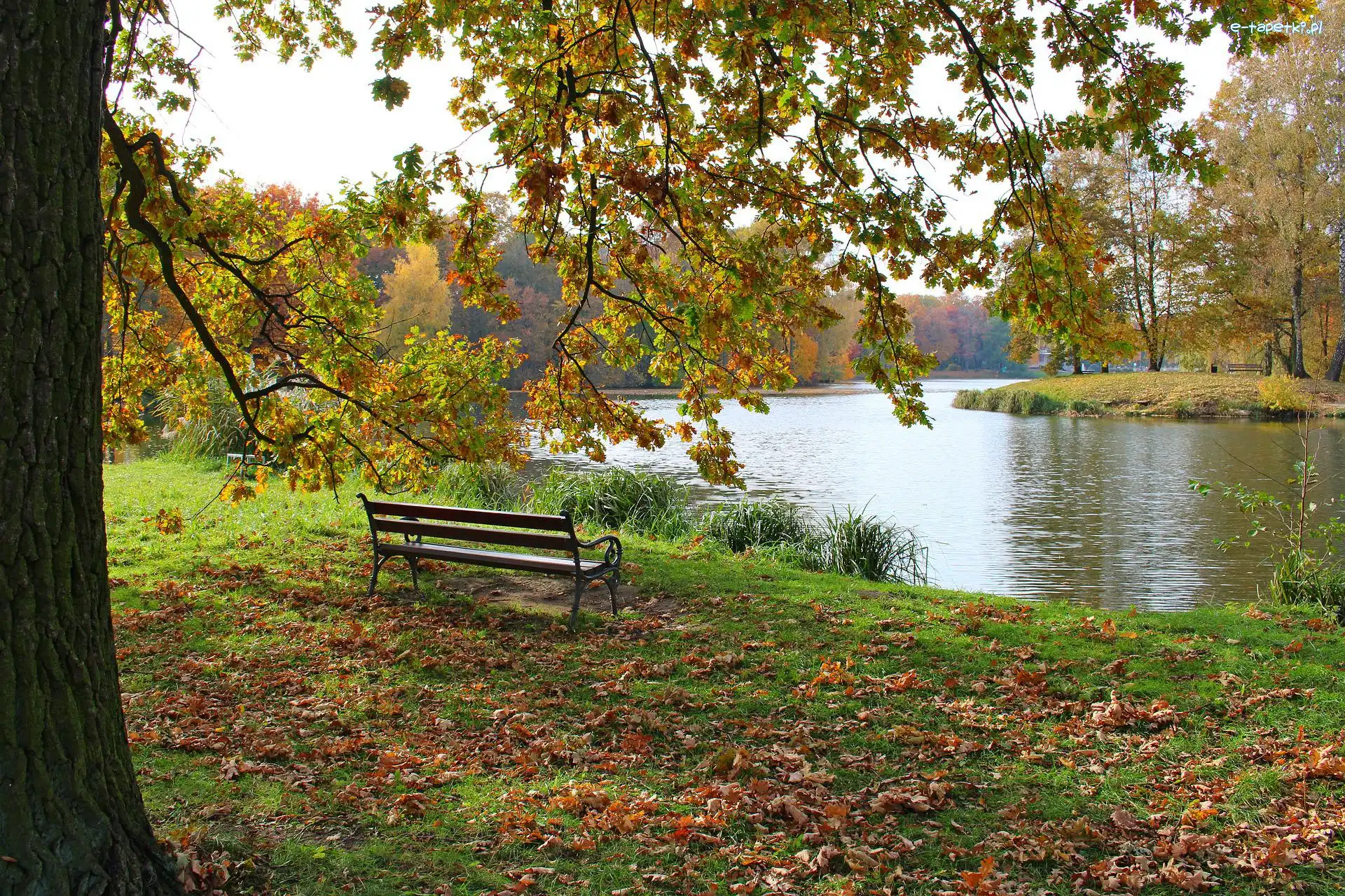 Ławka, Drzewo, Staw, Park, Jesień