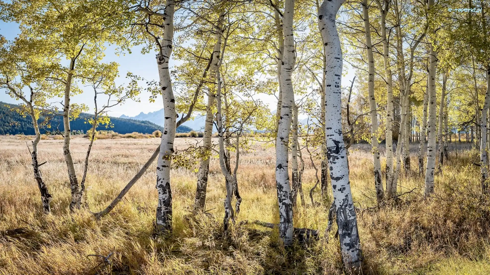 Brzozy, Wzgórza, Trawa, Drzewa
